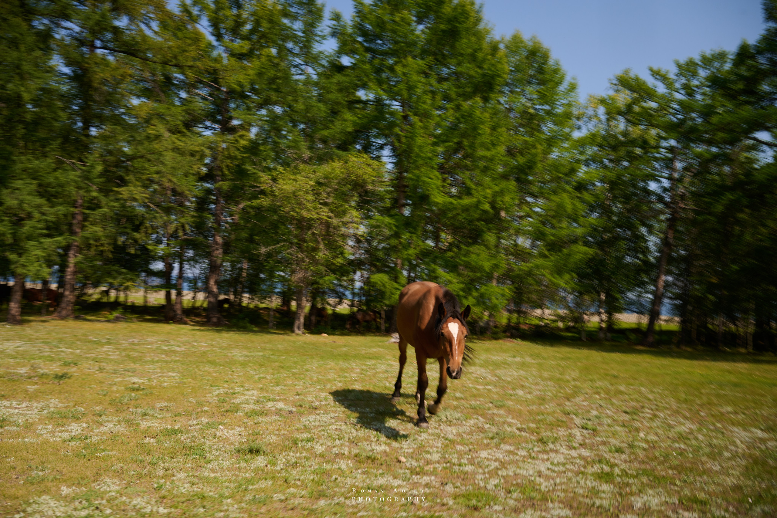 Северобайкальск. Август 2026. Photographer Roman Adler