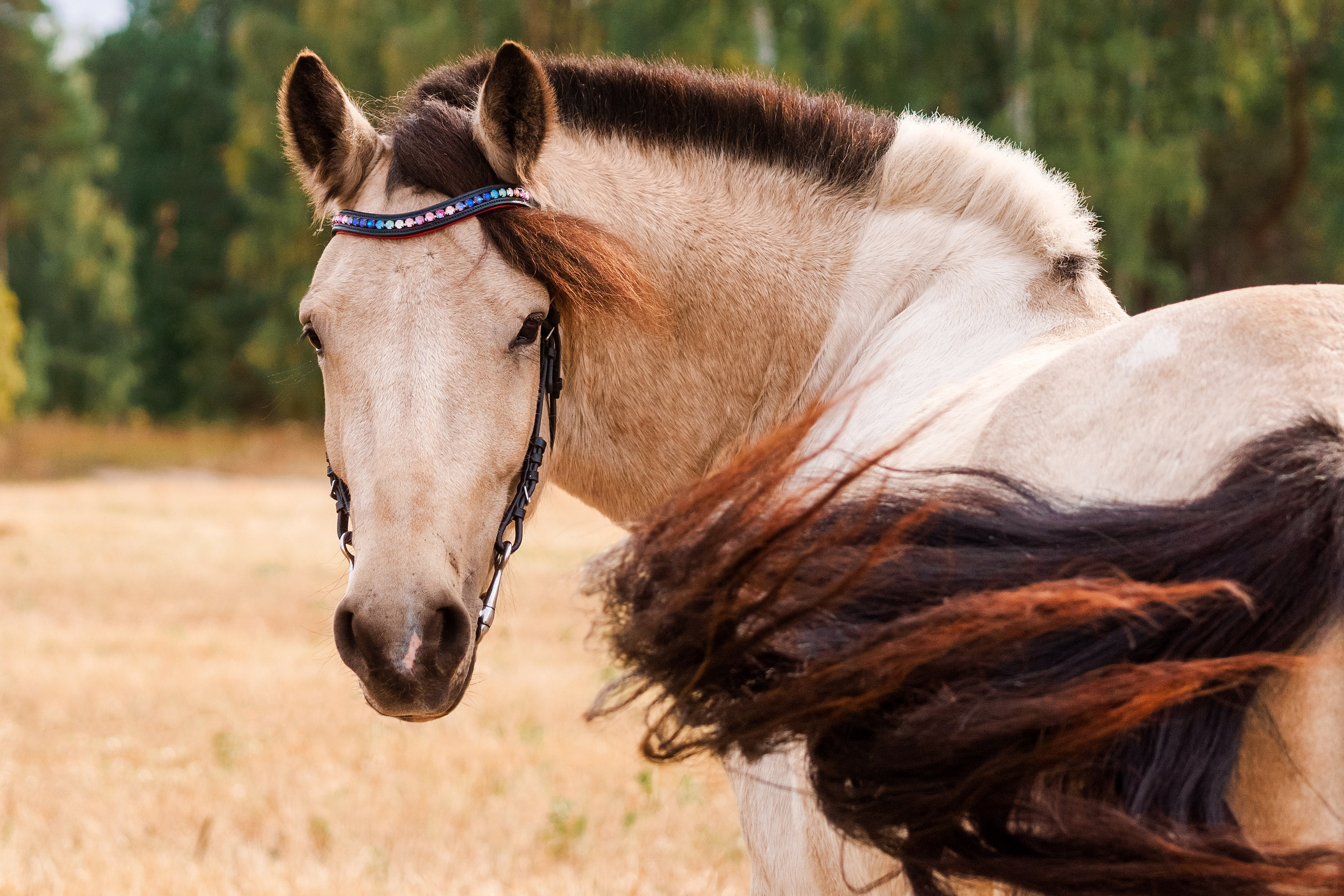 Life with horse. Saamill