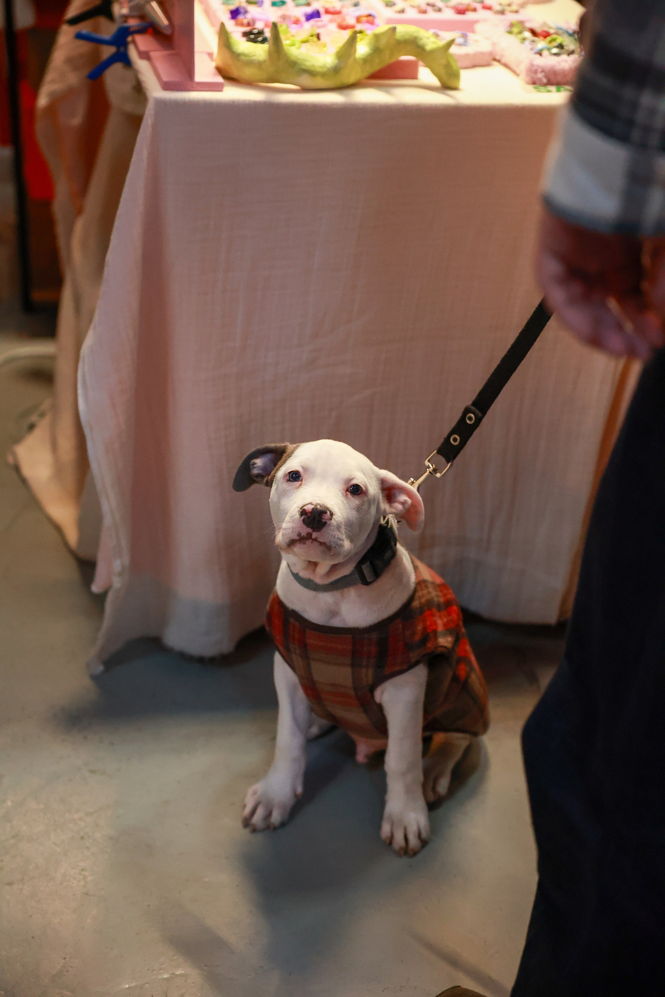 8–9 ноября 2025 в Музее Москвы / фото Саша Жукова. Фотоотчеты «Ламбада-маркета»