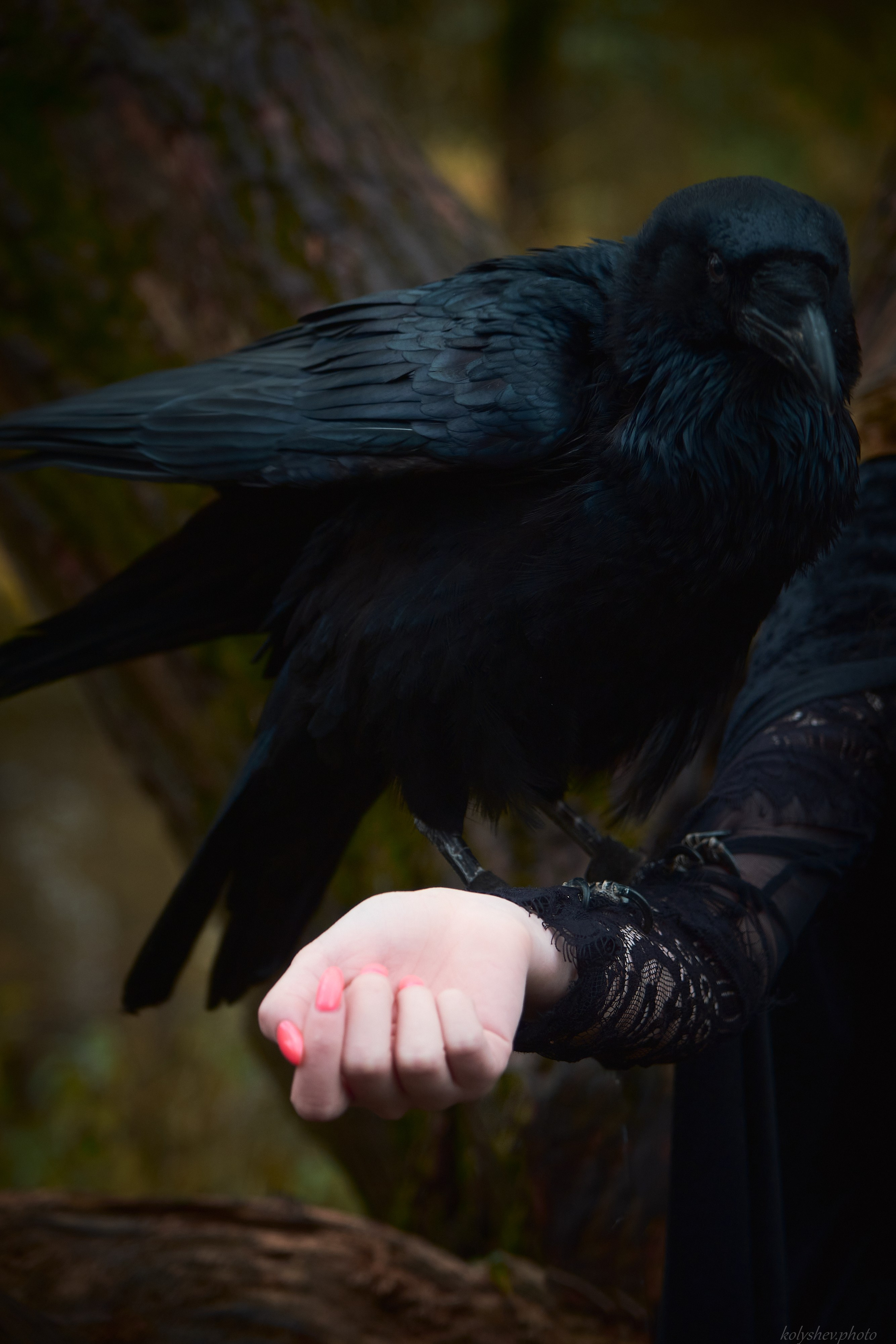 Фотосессия с вороном на природе. Портретный фотограф на новый год в Москве Виктория Колышева