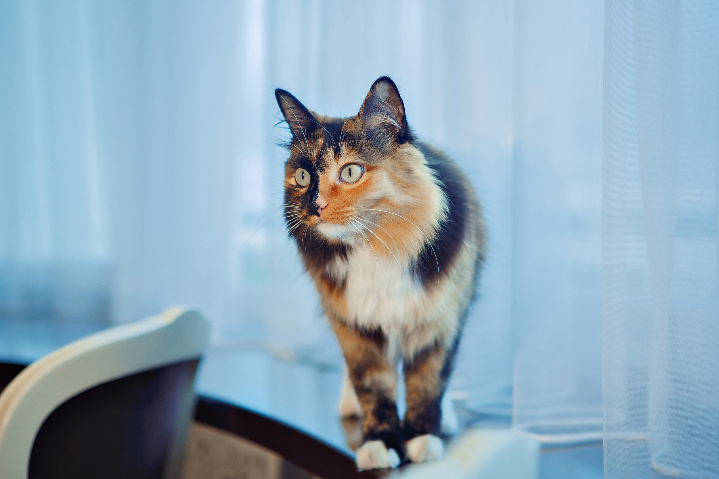 Лариса. Свадебный и портретный Фотограф в Липецке Дмитрий Котюков