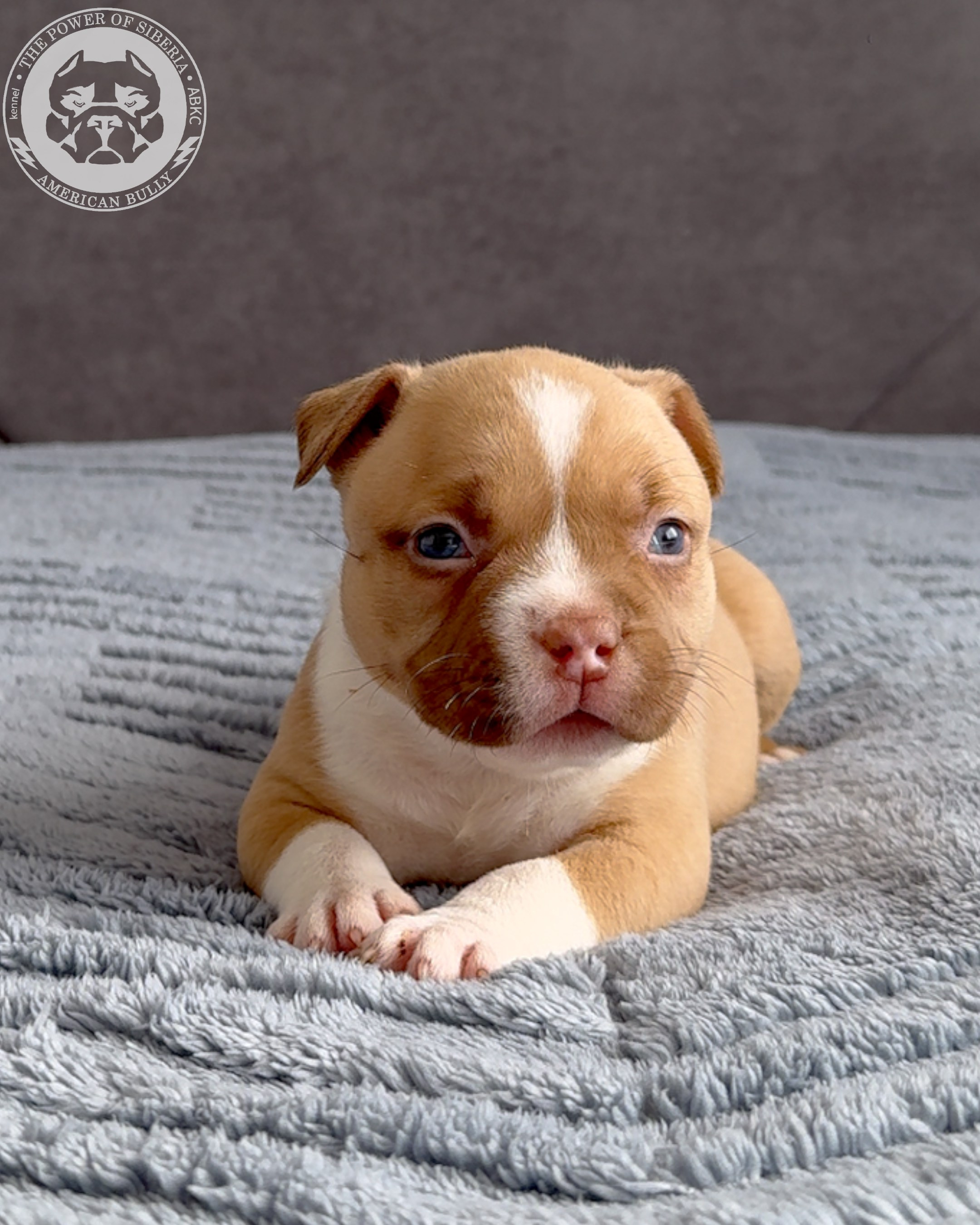 21.02.26-Мила-Турук. Американский Булли в г. Ростов-на-Дону. Питомник THE POWER OF SIBERIA