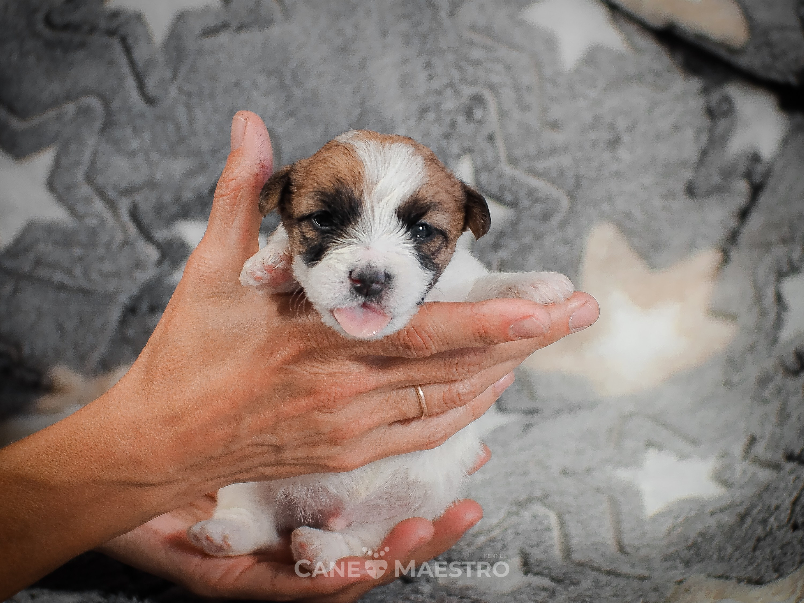 КобельZ1_ДРТ_брыж_27_08_25. CANE MAESTRO — kennel Jack Russell Terrier