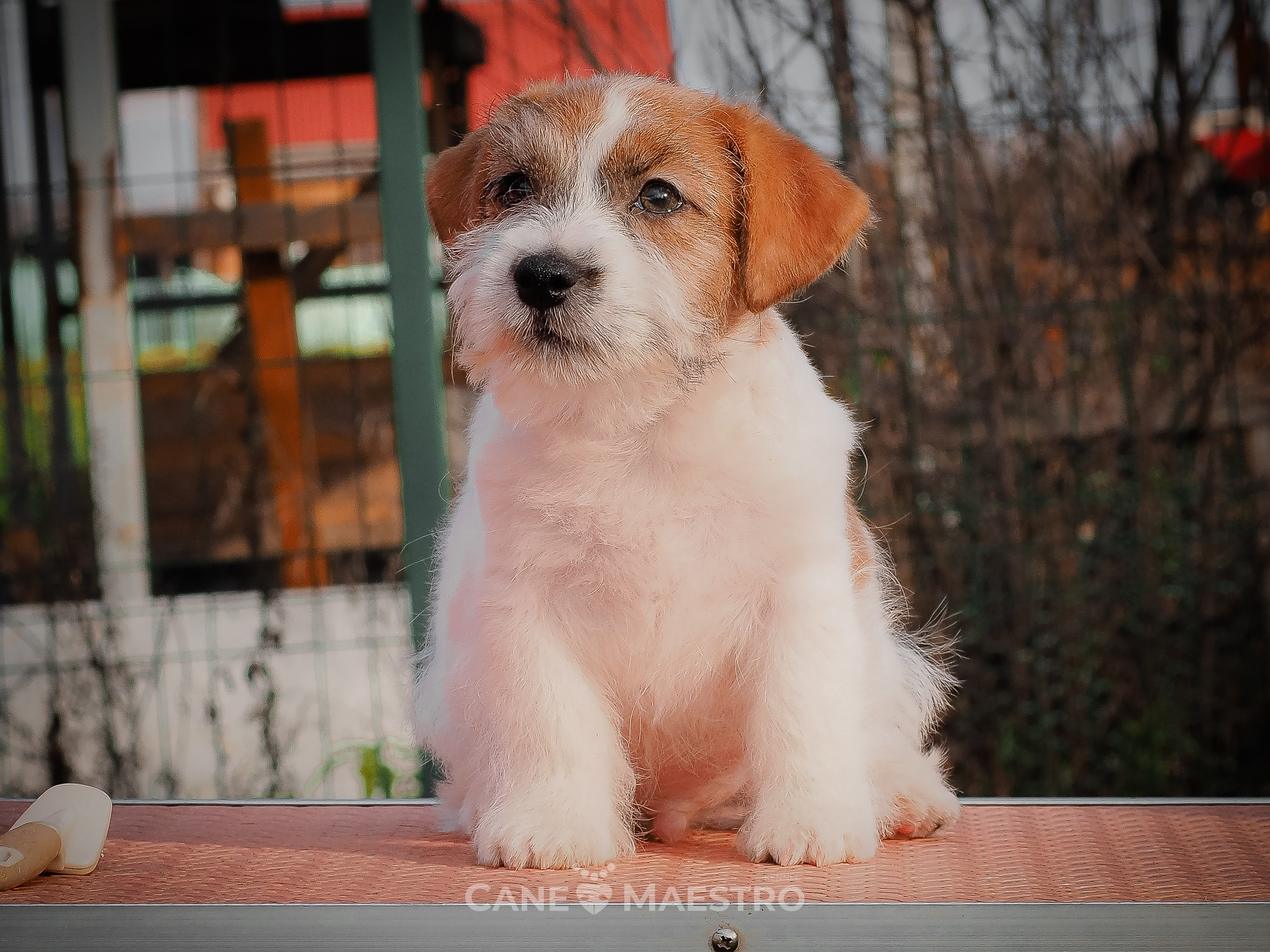 КобельZ1_ДРТ_брыж_27_08_25. КАНЕ МАЭСТРО — питомник Джек рассел терьеров