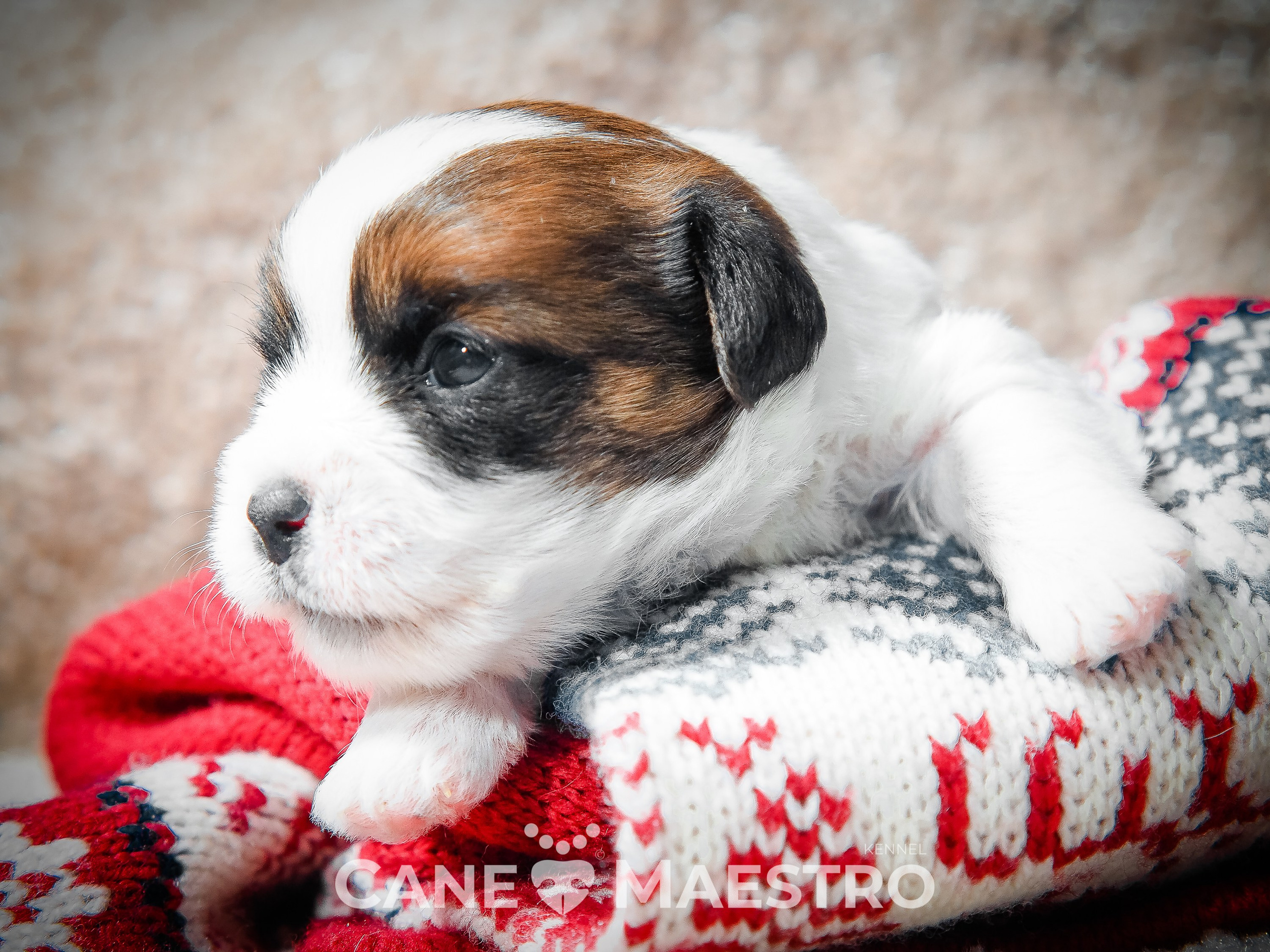 1КОБЛ_МОНОКЛЬ_Ц_ЛИТТЕР. CANE MAESTRO — kennel Jack Russell Terrier
