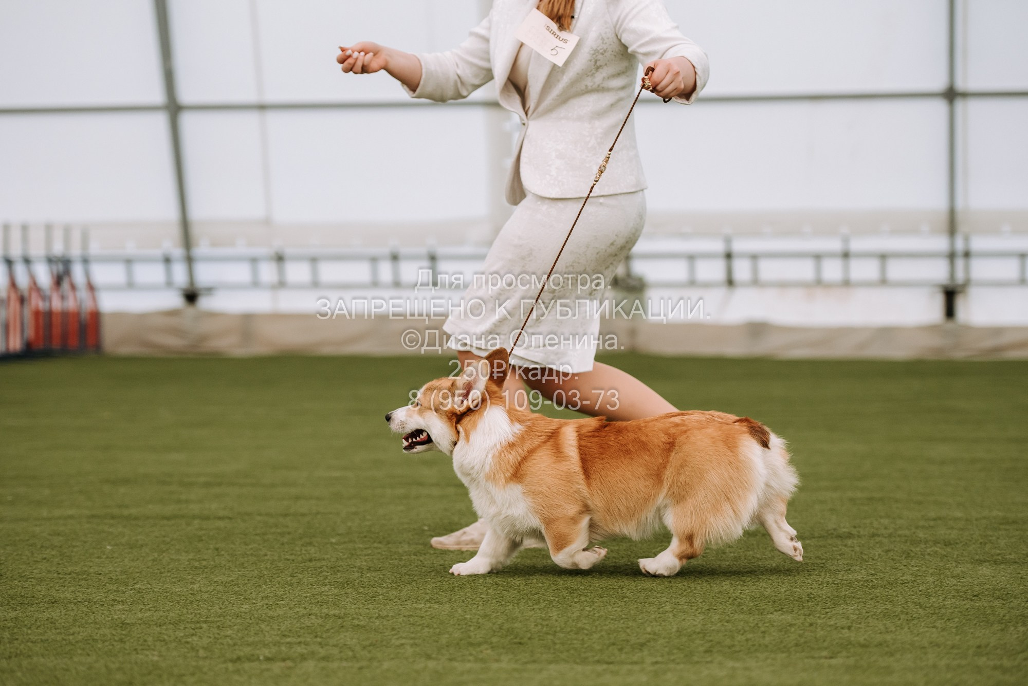 Выставка собак Красноярск 2.06. Фотограф Диана Оленина Красноярск / Братск
