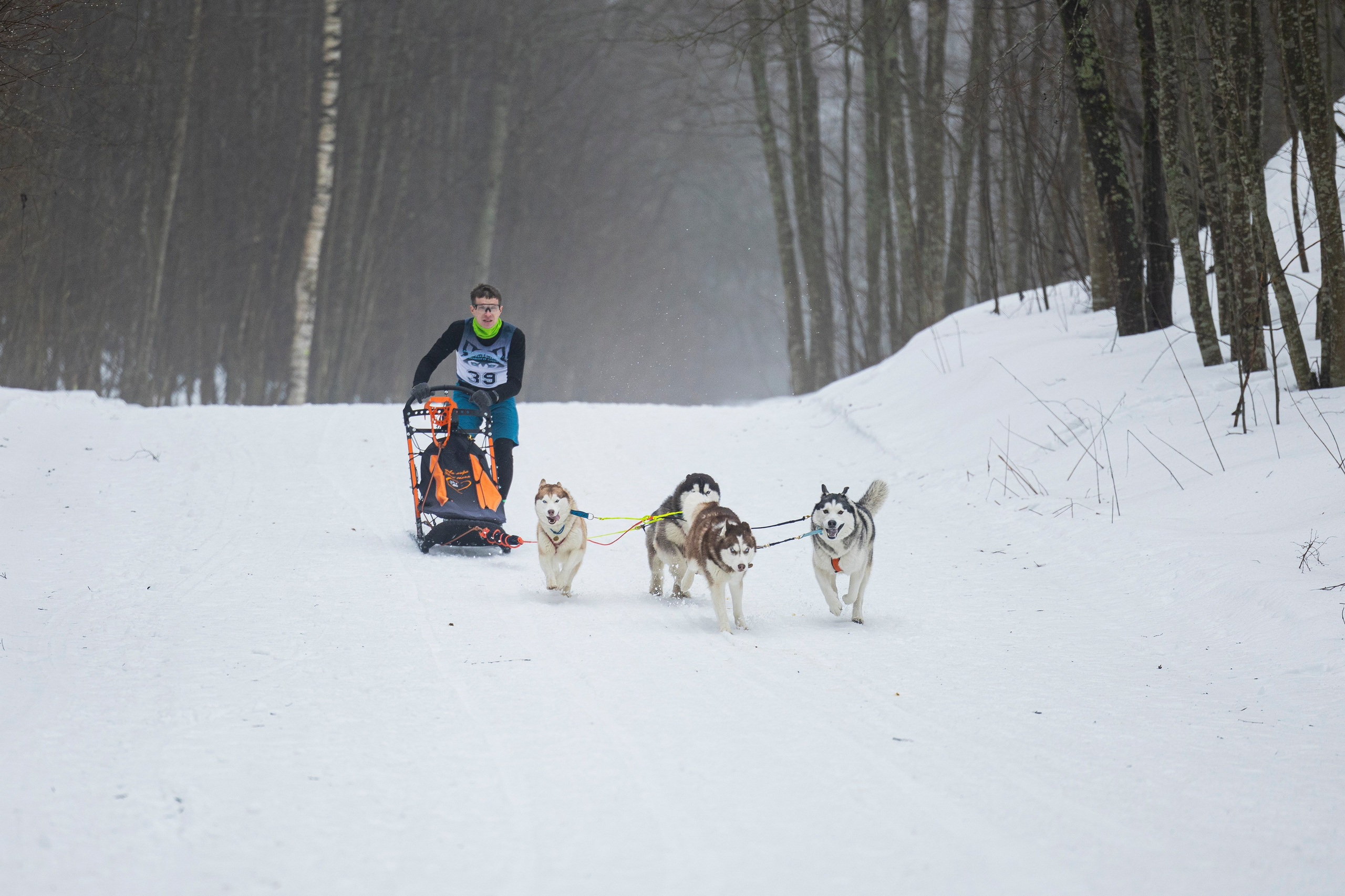 Зимний Чемпионат Санкт-Петербурга по ездовому спорту. Фотограф-анималист Анна Маринич