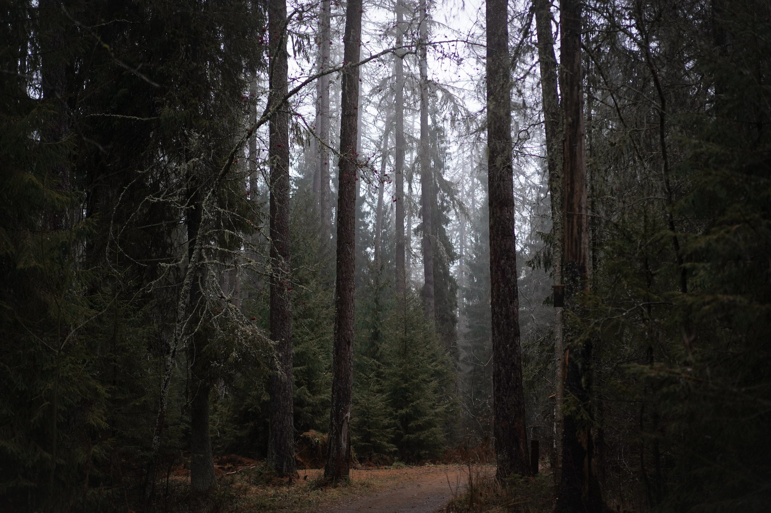 Панда Ноябрь. Фотограф-анималист в Санкт-Петербурге Яна Мартынова