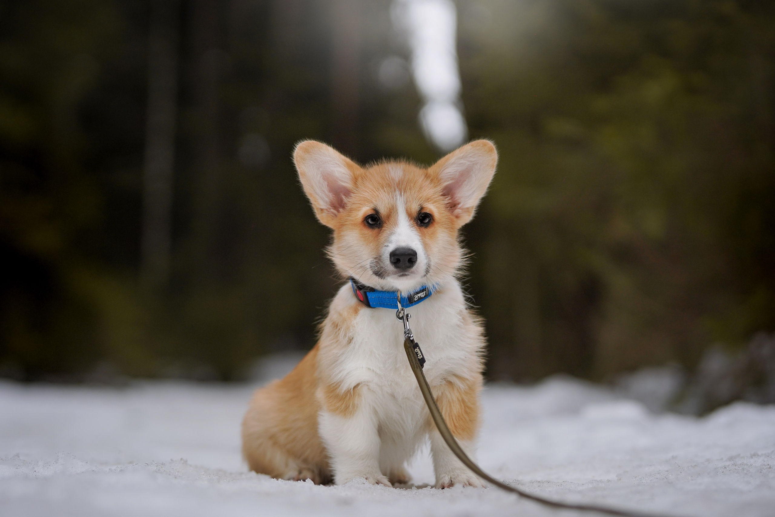 Щенки корги. Фотограф-анималист в Санкт-Петербурге Яна Мартынова