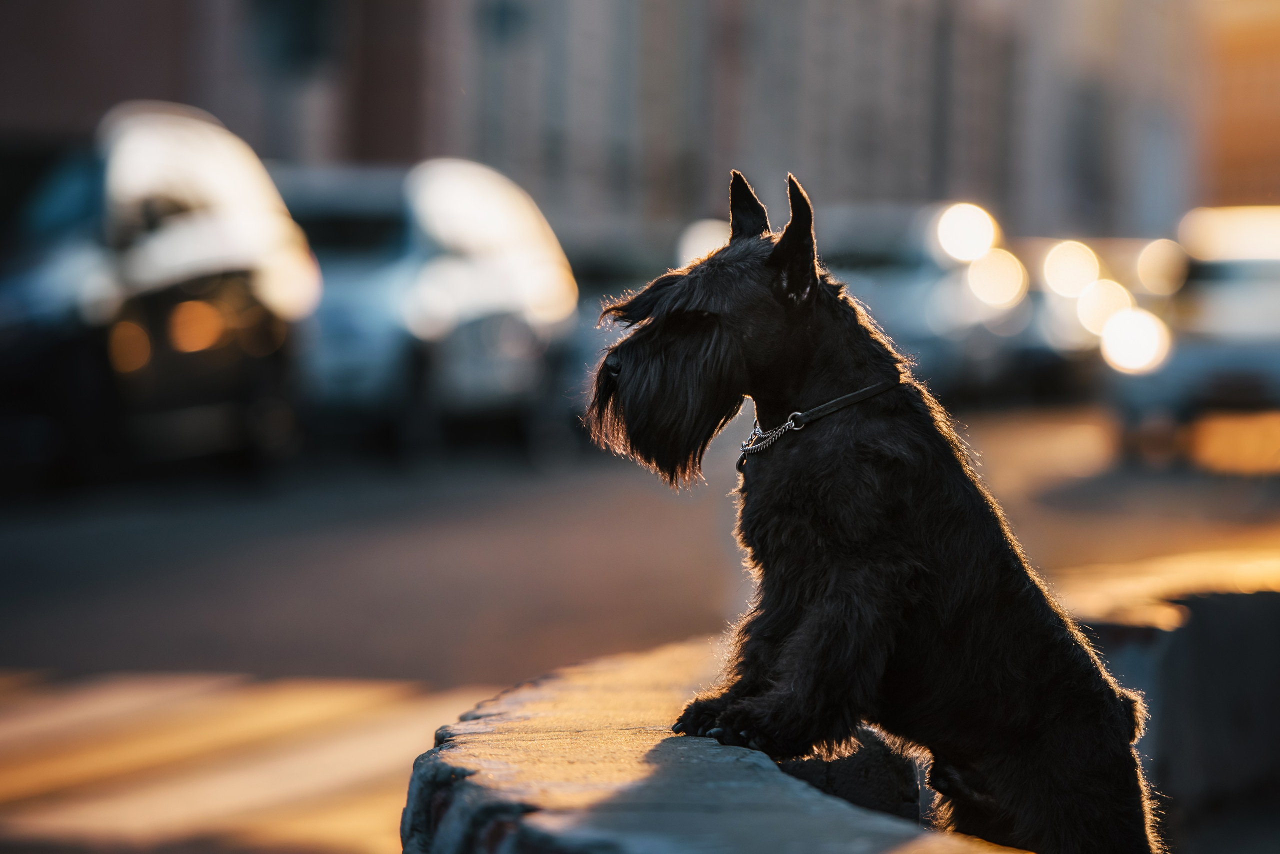 цвергшнауцер