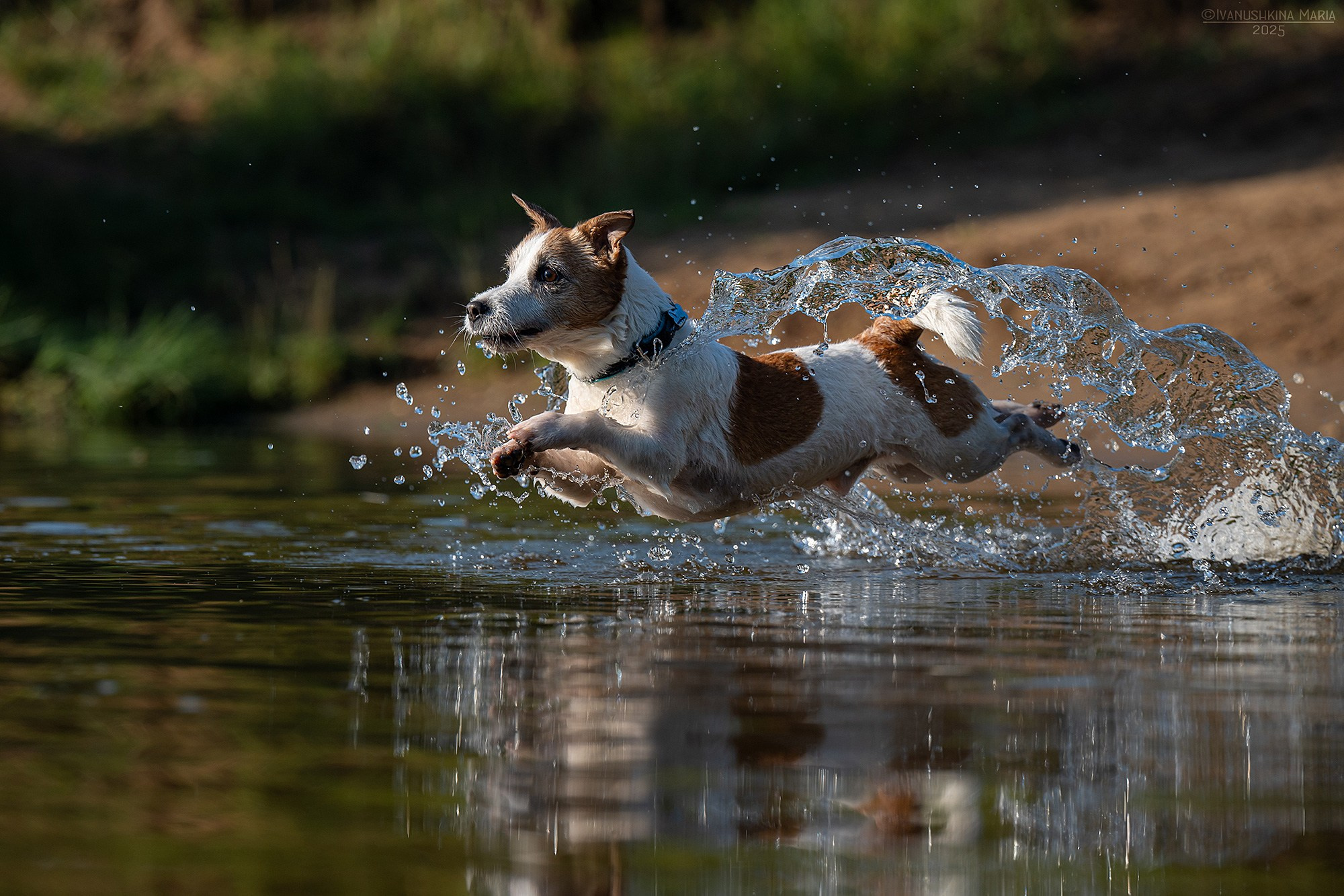Фотограф-анималист. Фотограф собак в Москве и Московской области Иванушкина Мария