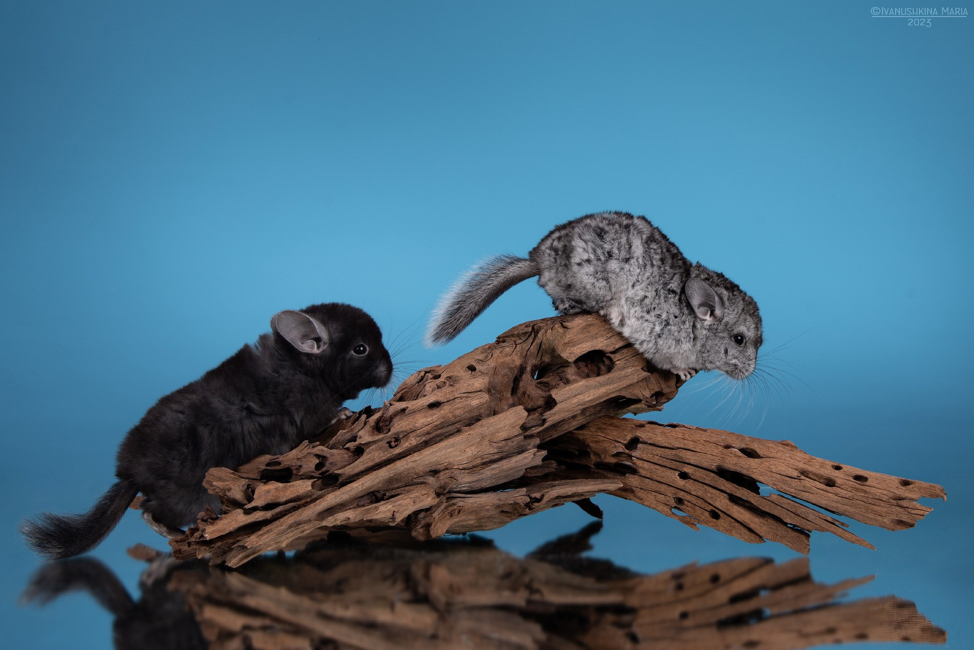 Фотосессии экзотических животных в студии. Фотограф собак в Москве и Московской области Иванушкина Мария