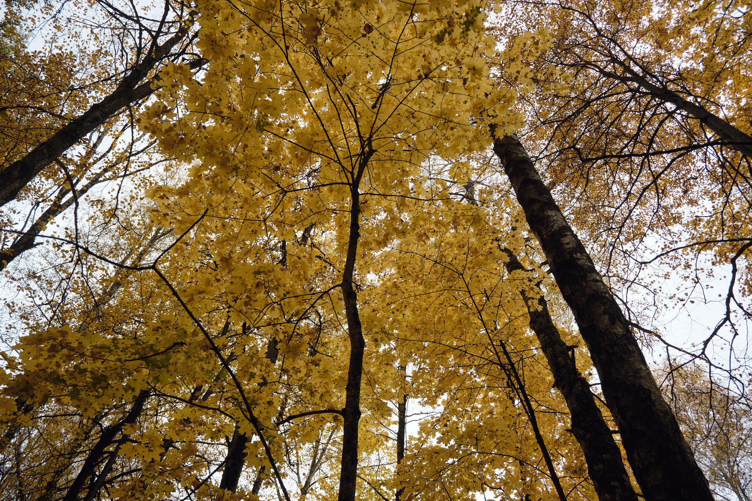 Парк Синичка | Красногорск. Фотографъ Сергѣевъ. Поймать мгновеніе