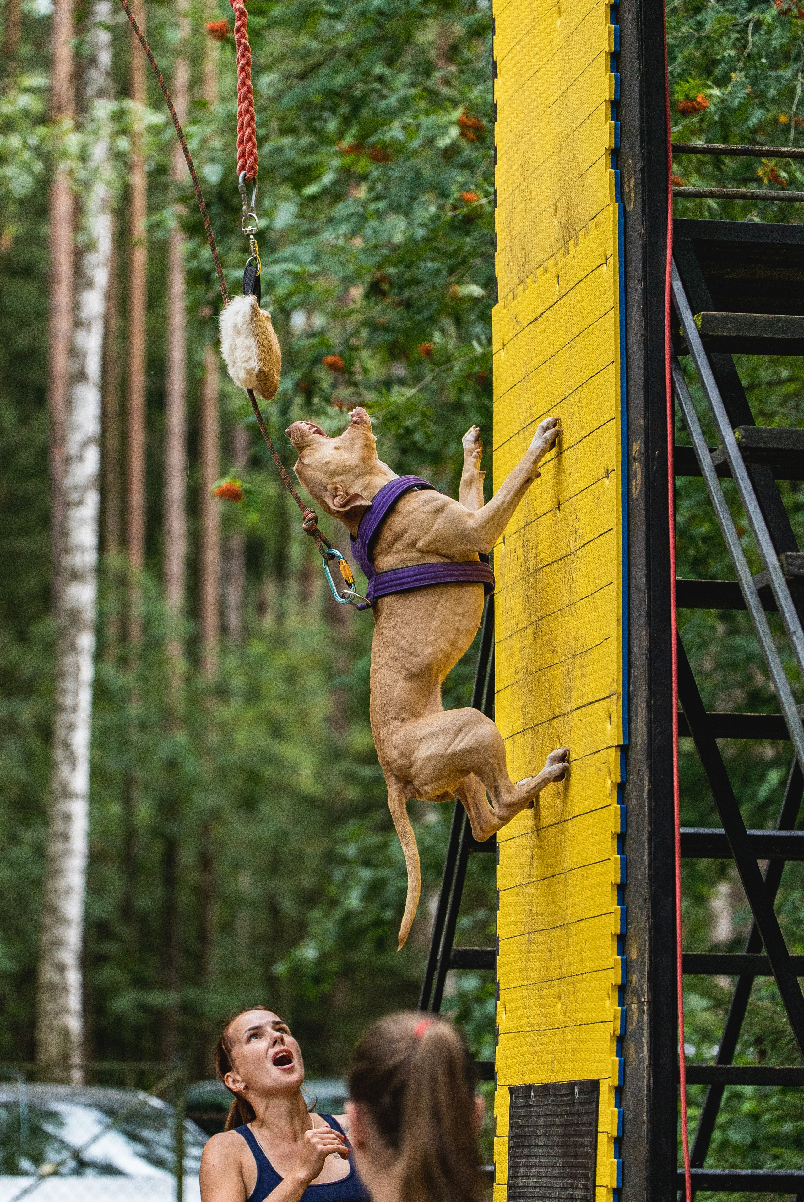Питстафф-многоборье. Фотограф для людей и их питомцев Вика Шальнева