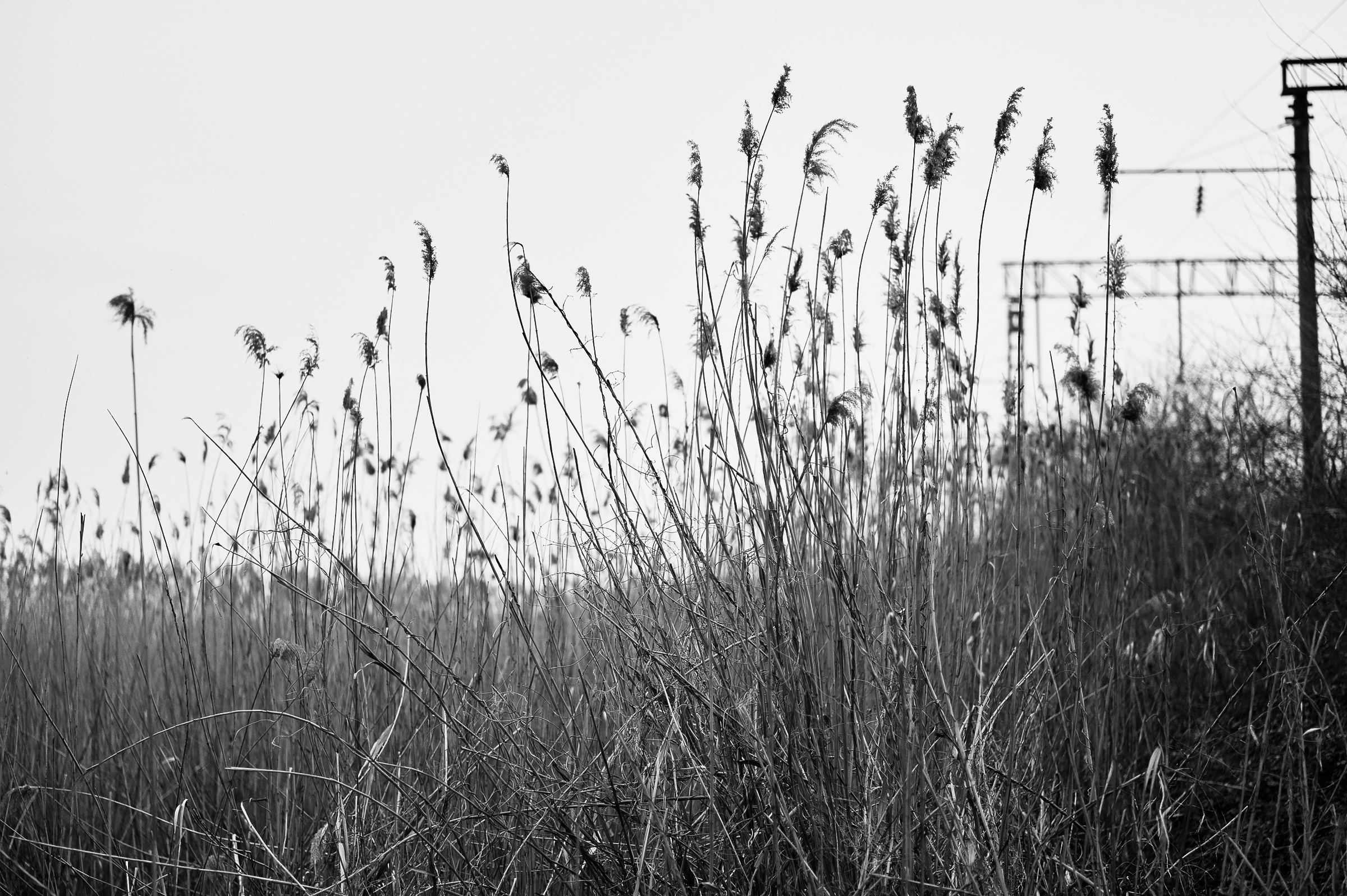 Свадебный фотограф Ростов-на-Дону Краснодар Москва Петербург. Свадебный фотограф в Ростовe-на-Дону Анастасия Прутова