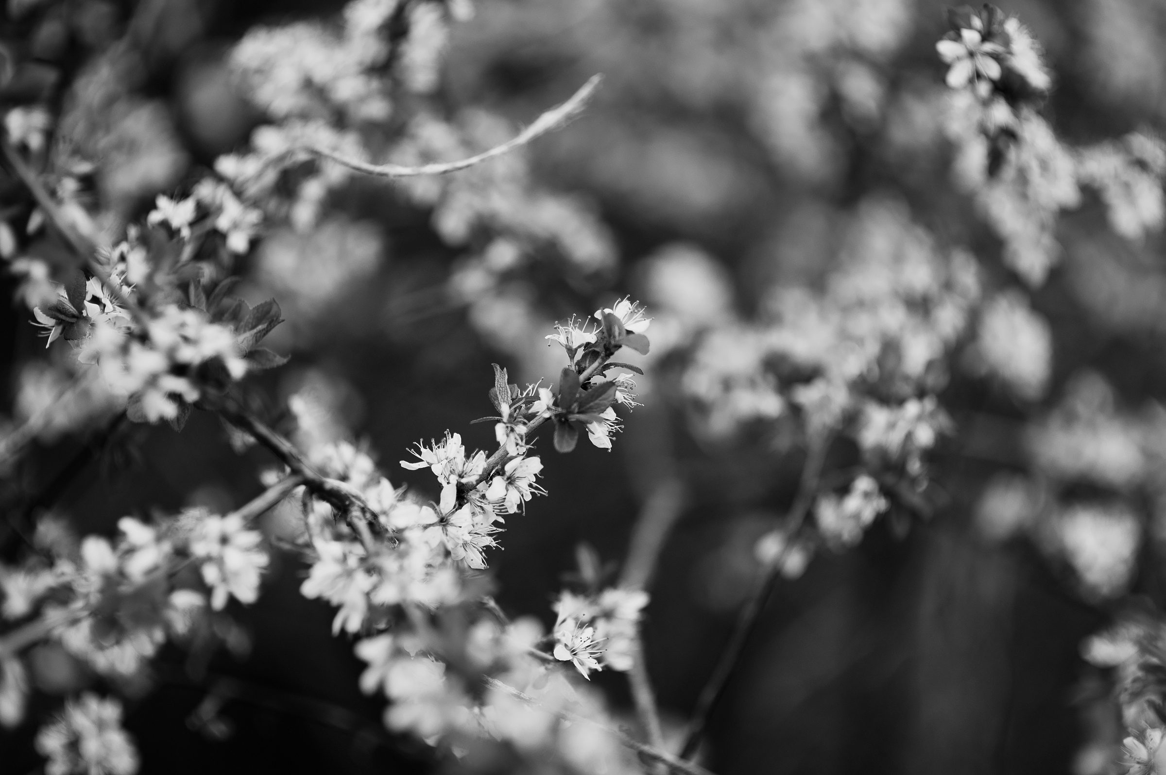 Свадебный фотограф Ростов-на-Дону Краснодар Москва Петербург. Свадебный фотограф в Ростовe-на-Дону Анастасия Прутова