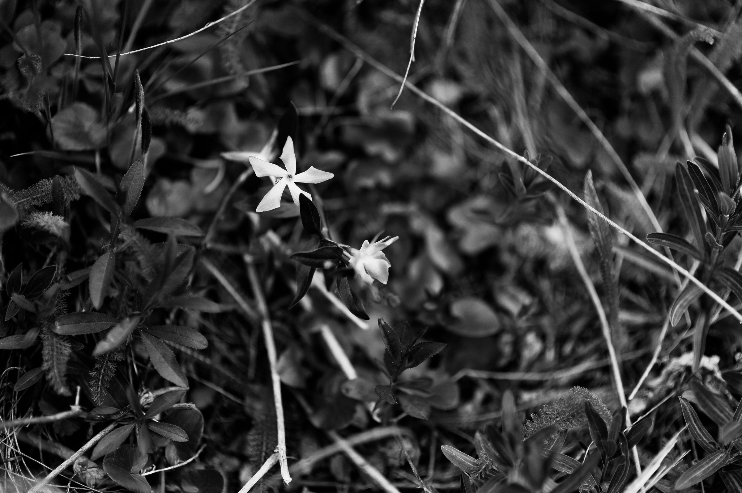 Свадебный фотограф Ростов-на-Дону Краснодар Москва Петербург. Свадебный фотограф в Ростовe-на-Дону Анастасия Прутова