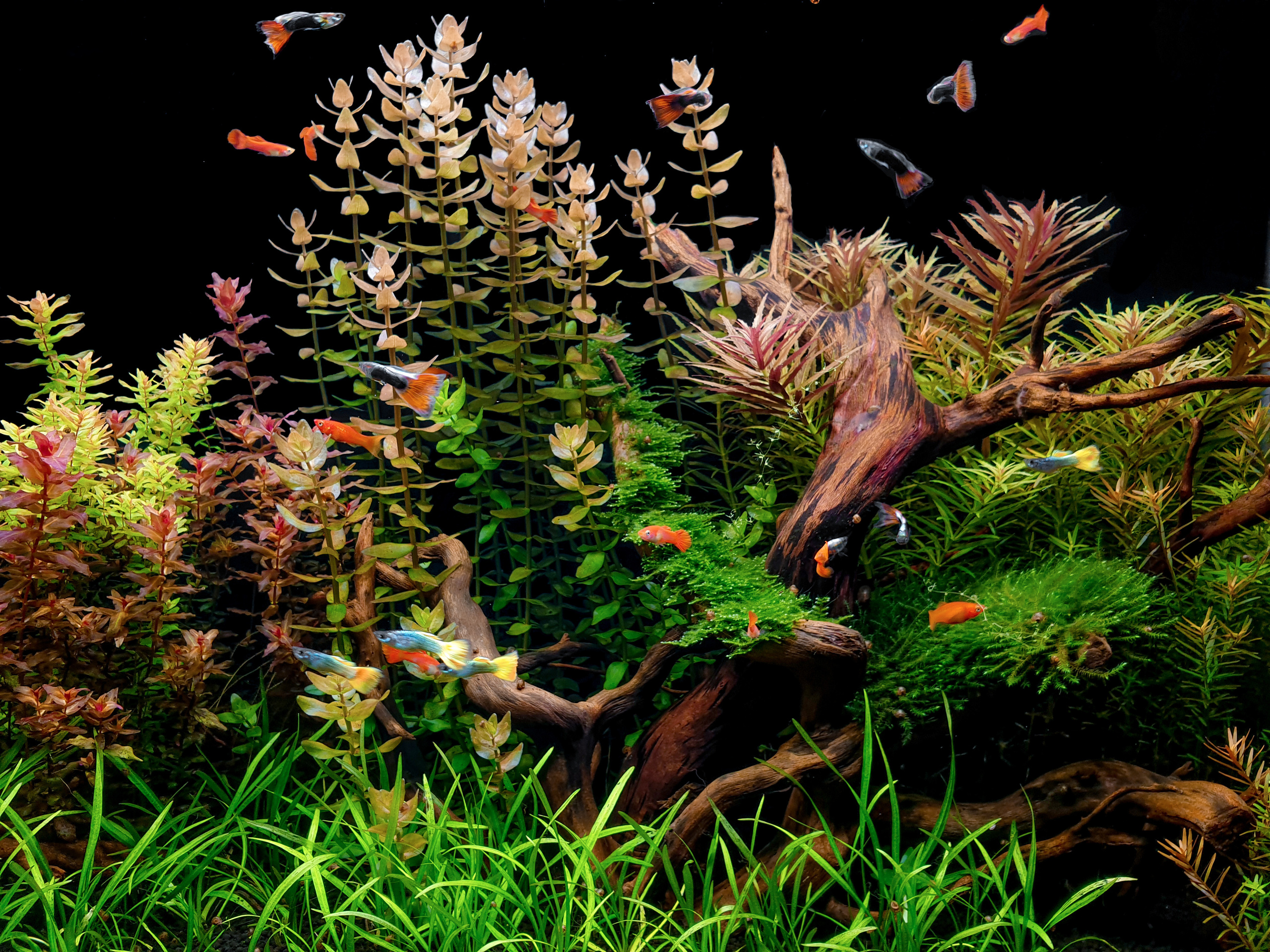 Портфолио пресноводных аквариумов. Максим Ерёмин. Home