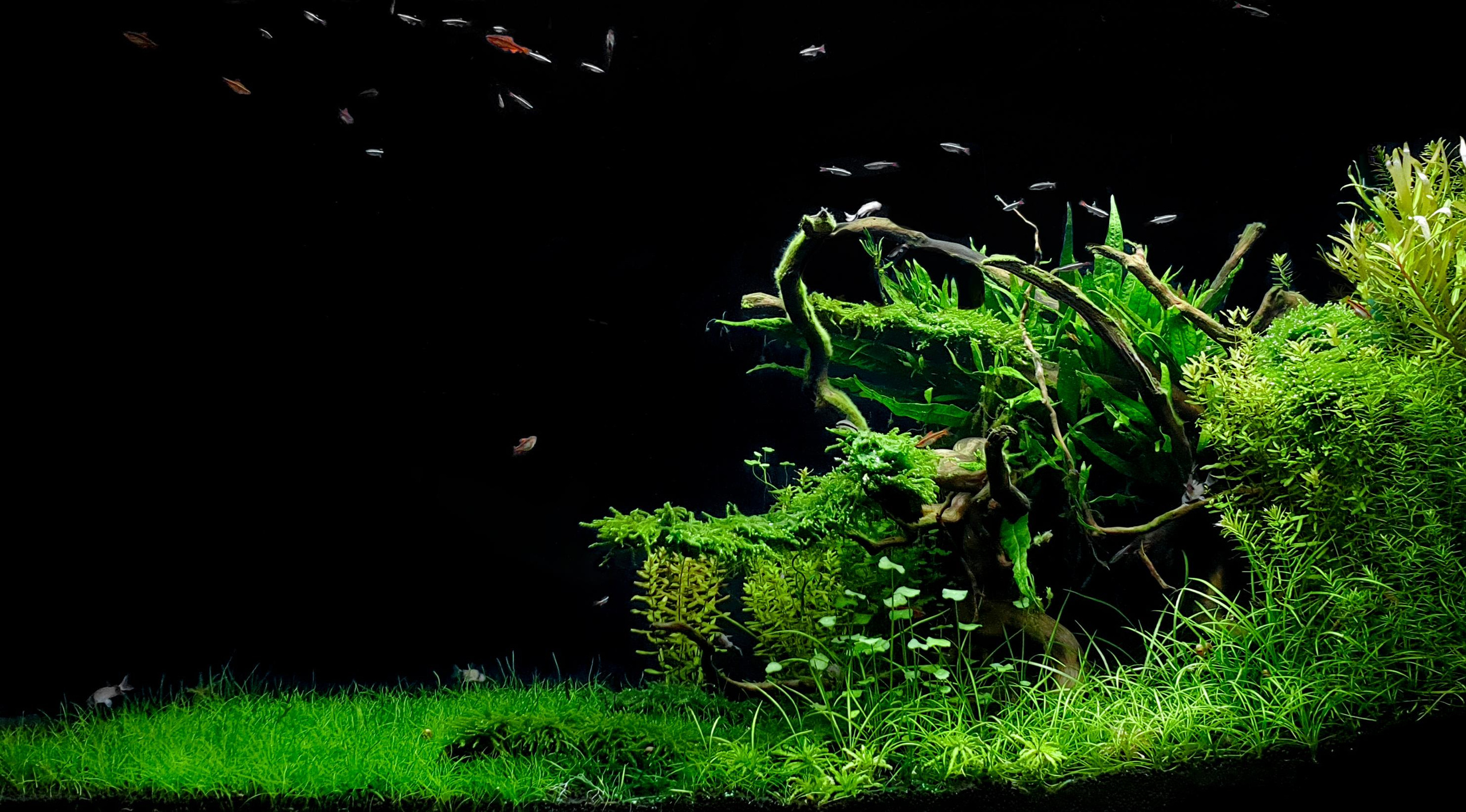 Портфолио пресноводных аквариумов. Максим Ерёмин. Home