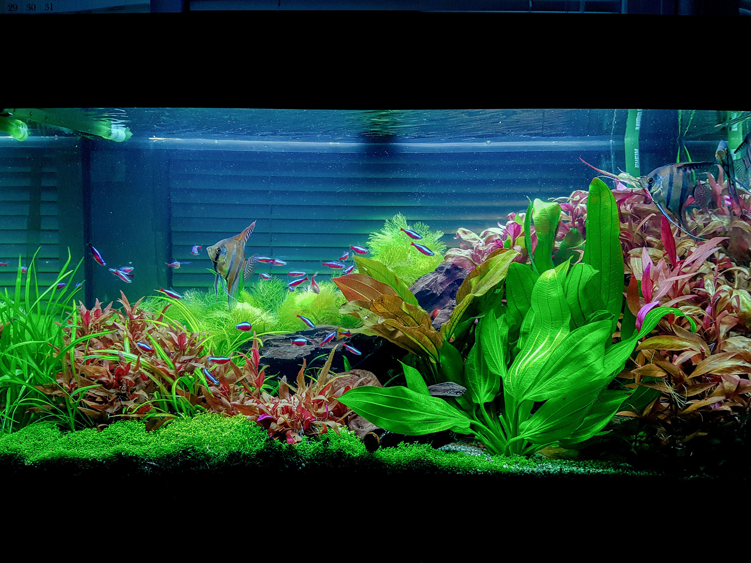 Портфолио пресноводных аквариумов. Максим Ерёмин. Home