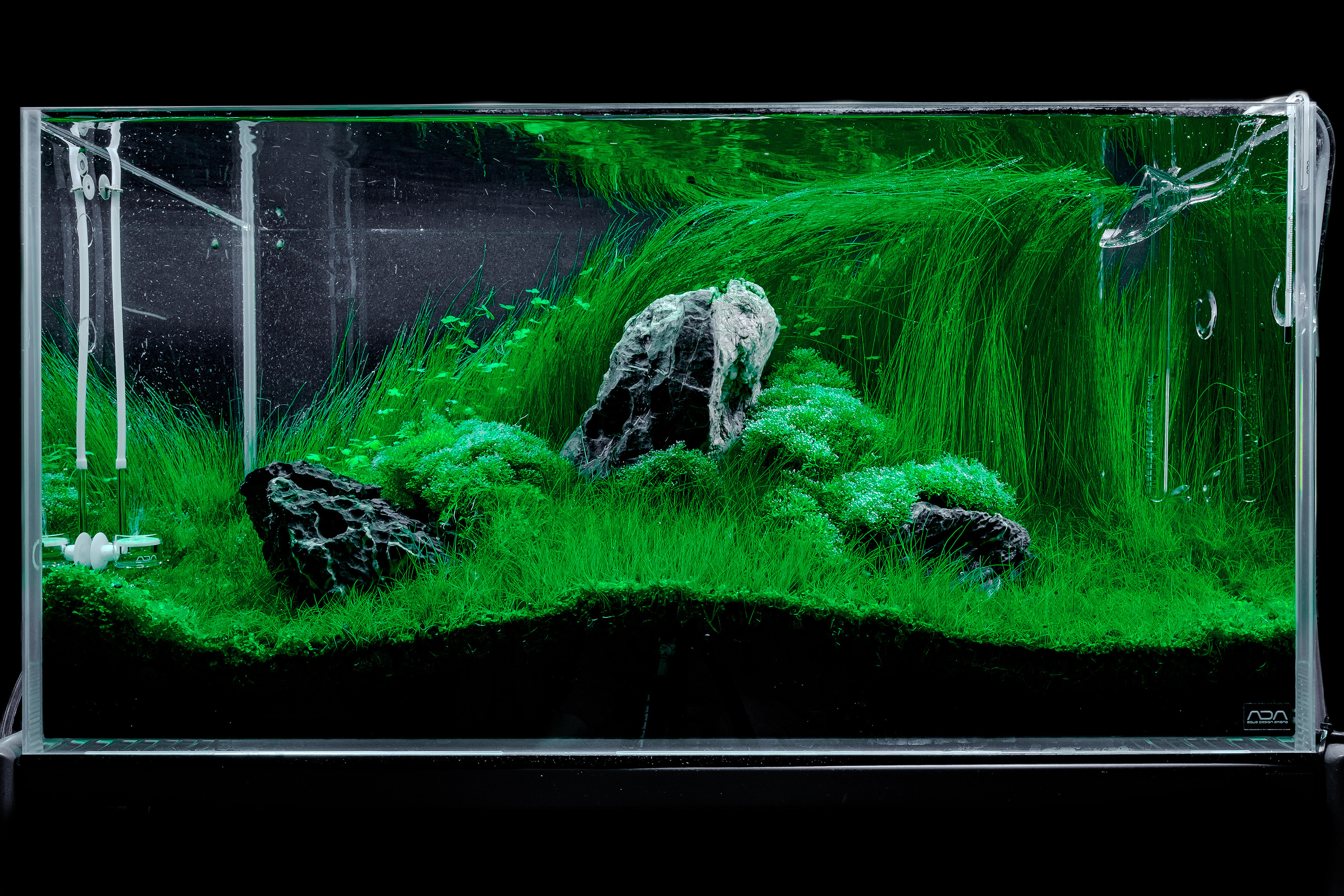 Портфолио пресноводных аквариумов. Максим Ерёмин. Home