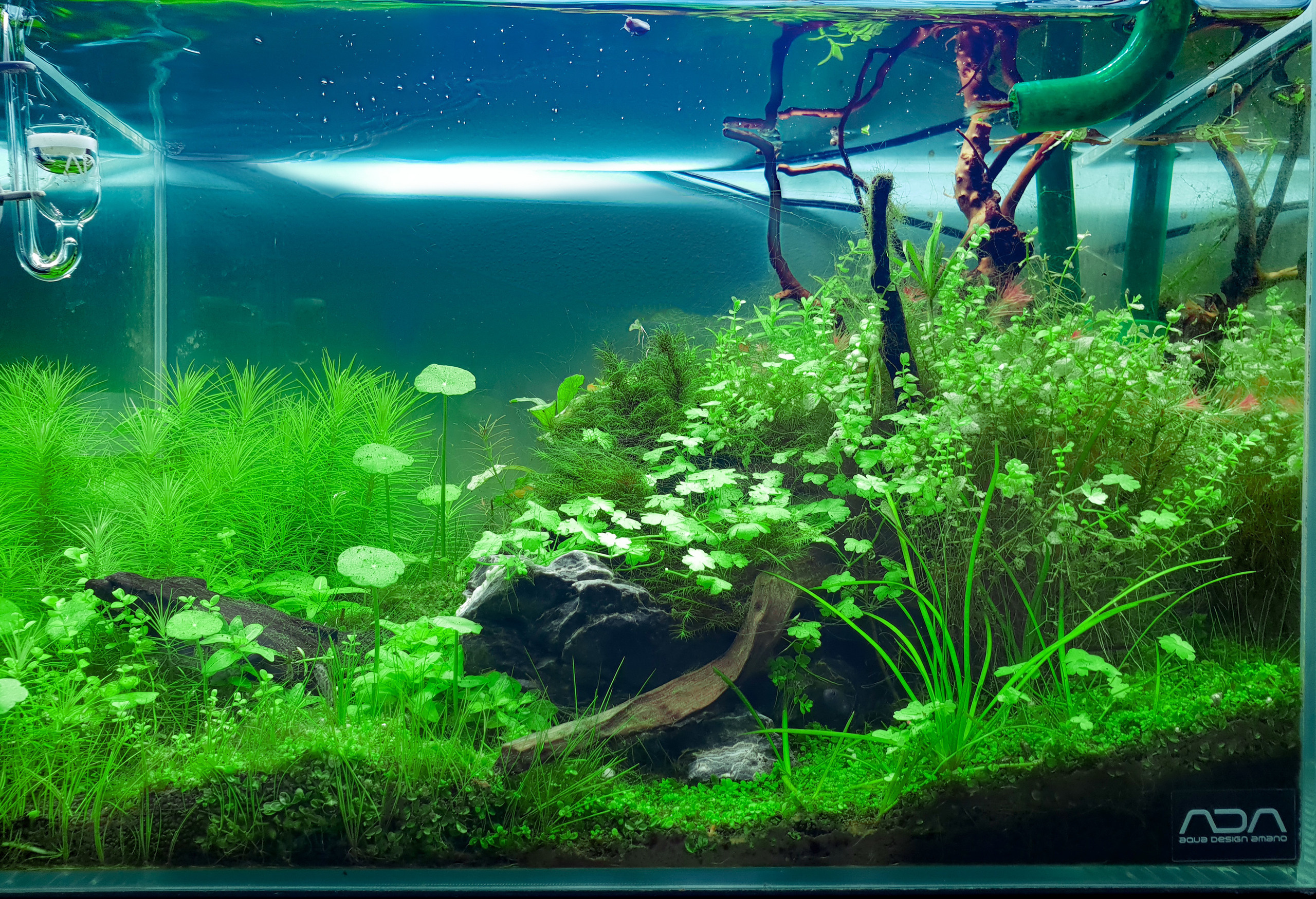 Портфолио пресноводных аквариумов. Максим Ерёмин. Home