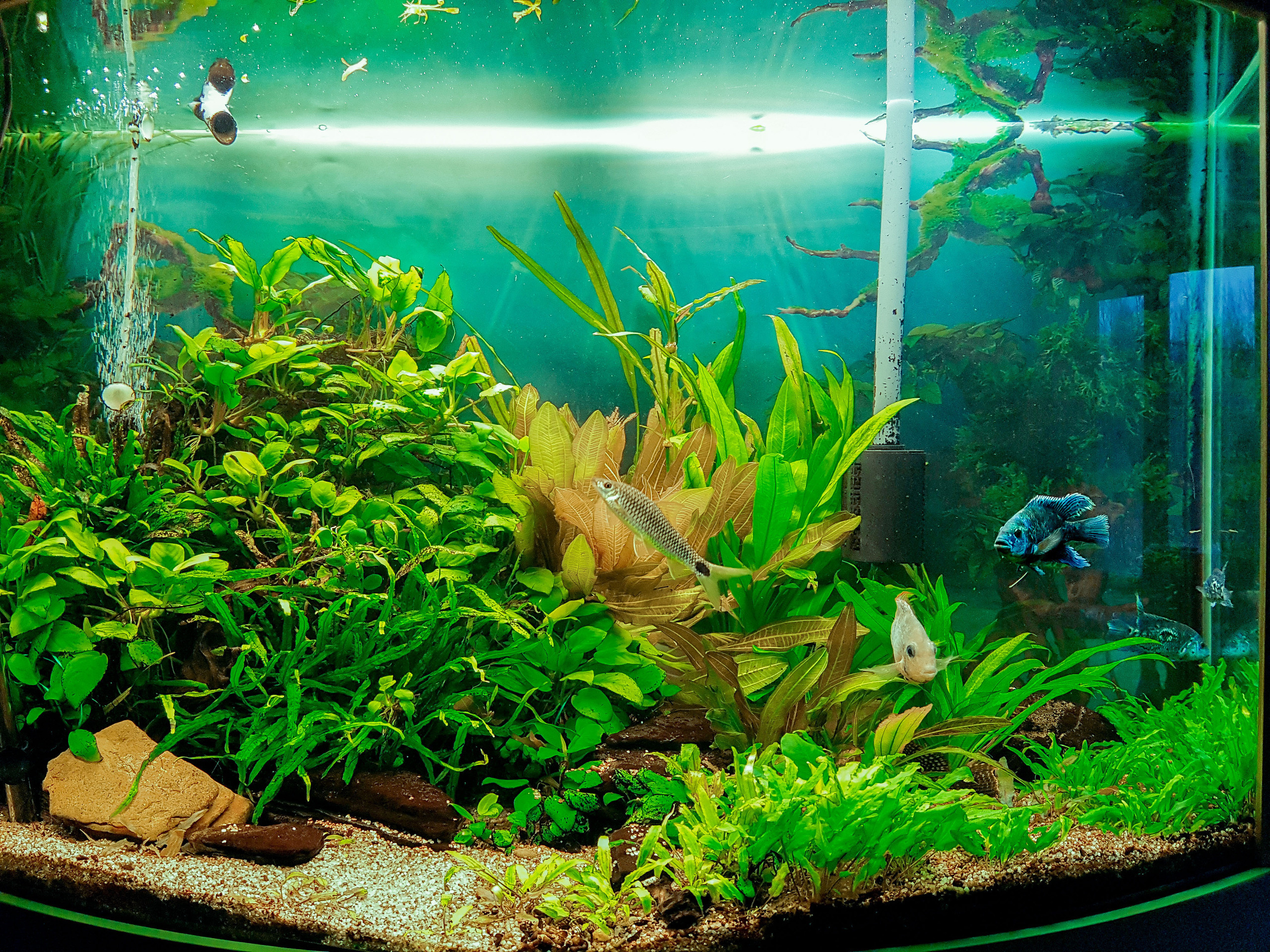 Портфолио пресноводных аквариумов. Максим Ерёмин. Home