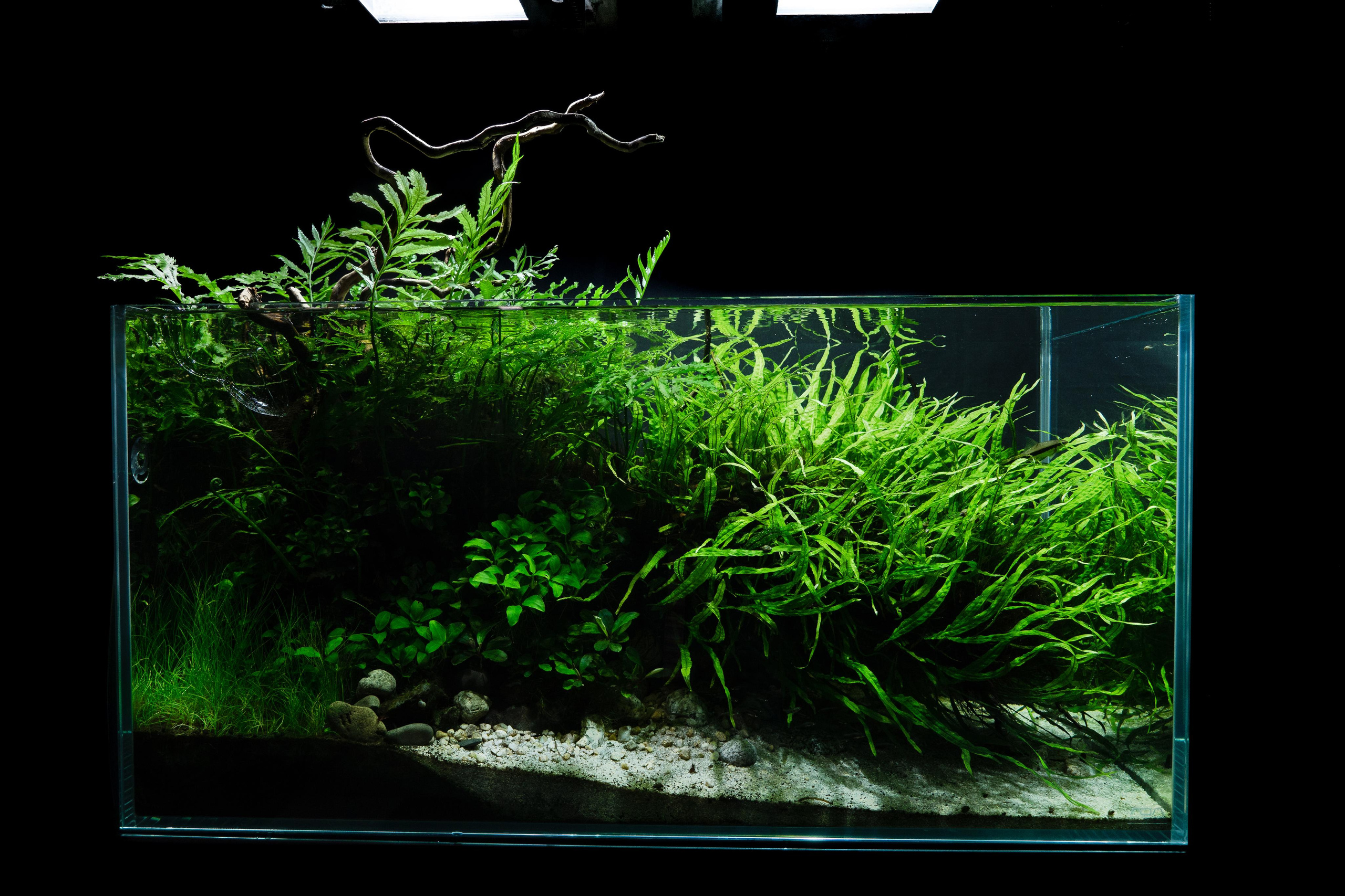 Портфолио пресноводных аквариумов. Максим Ерёмин. Home