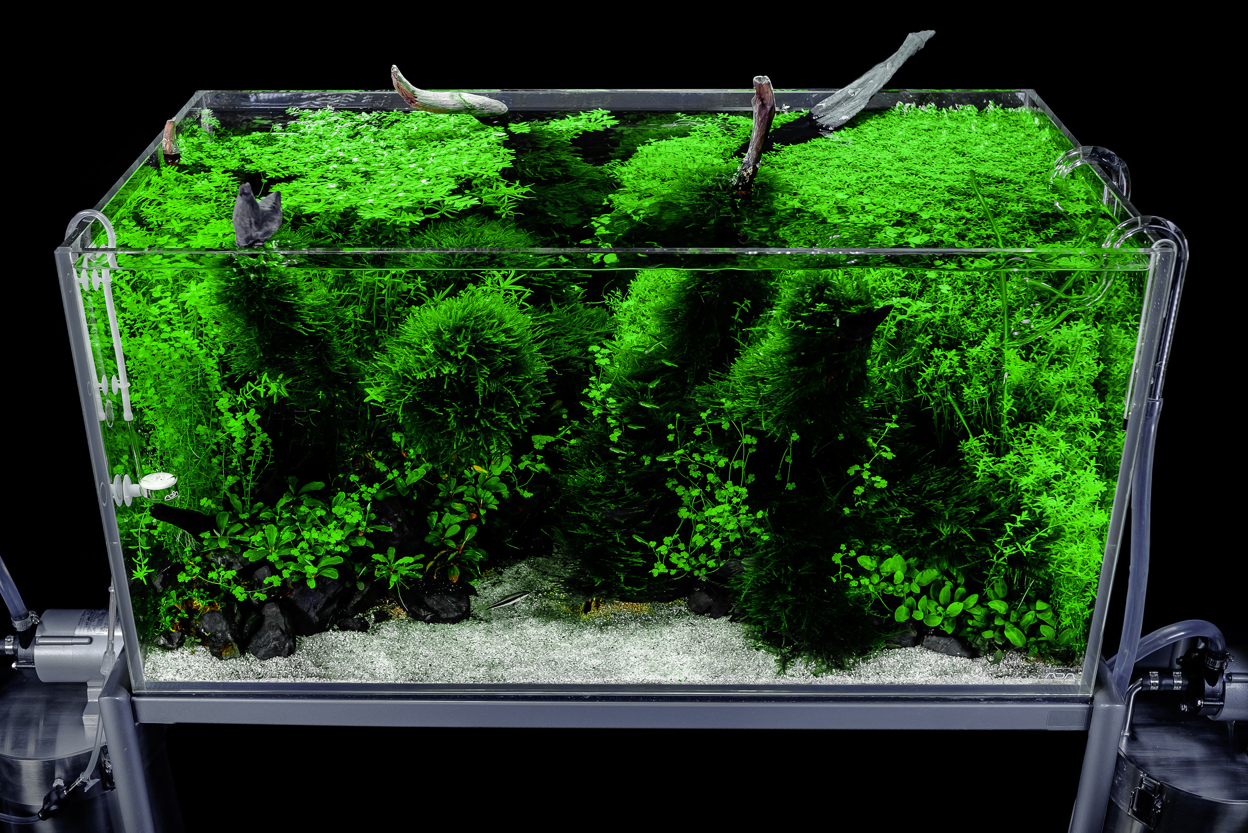 Портфолио пресноводных аквариумов. Максим Ерёмин. Home