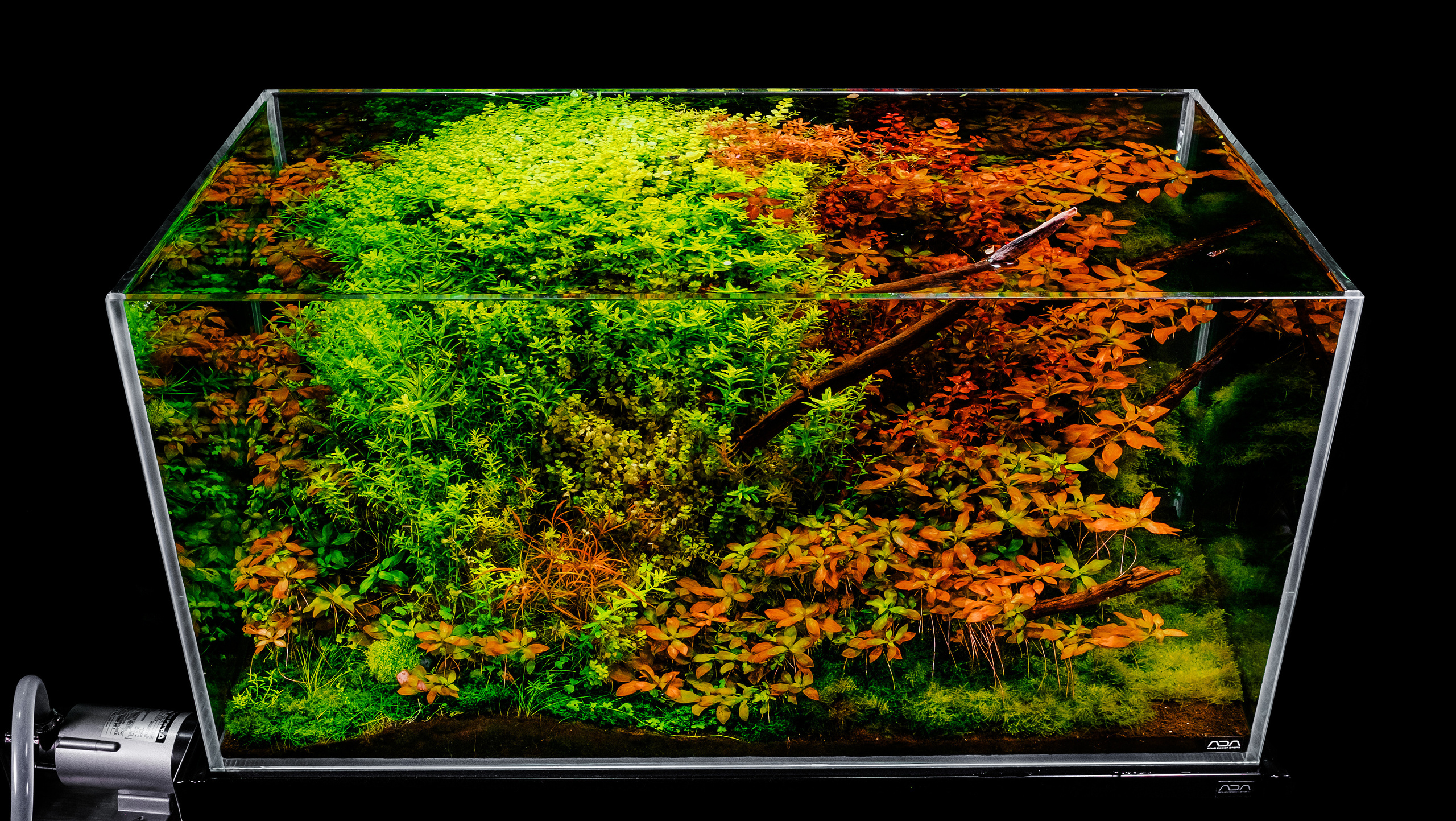 Портфолио пресноводных аквариумов. Максим Ерёмин. Home