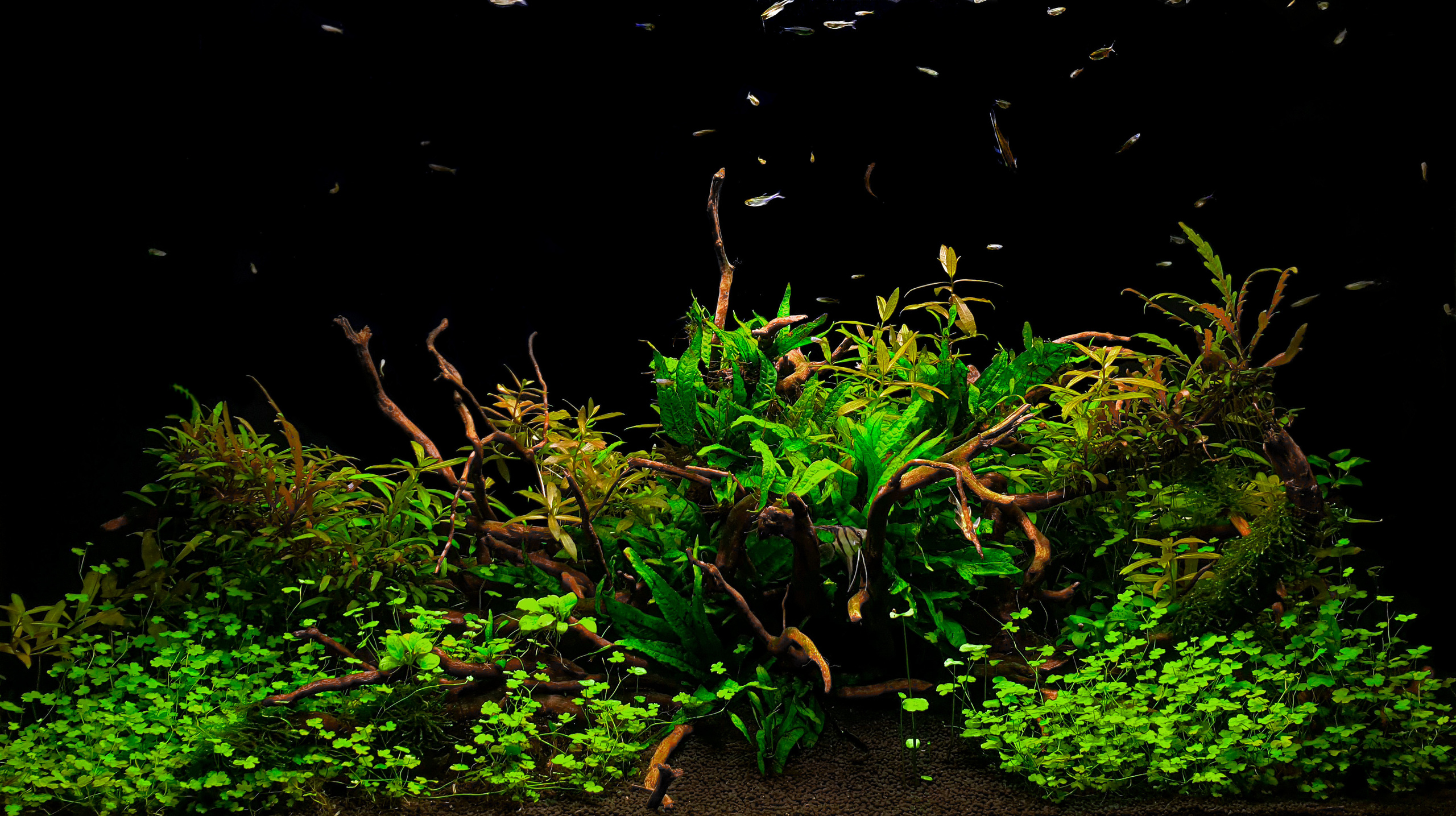 Портфолио пресноводных аквариумов. Максим Ерёмин. Home