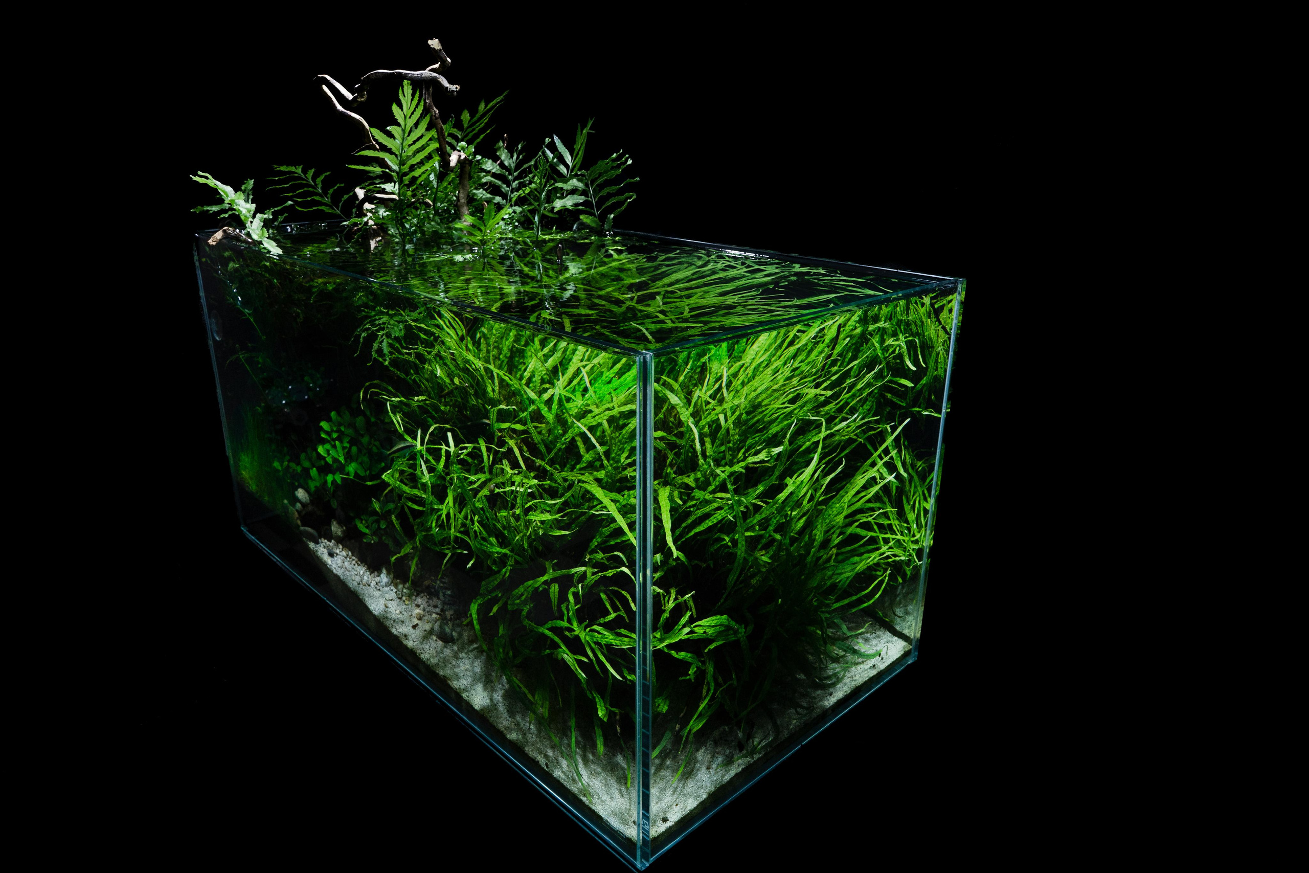 Портфолио пресноводных аквариумов. Максим Ерёмин. Home