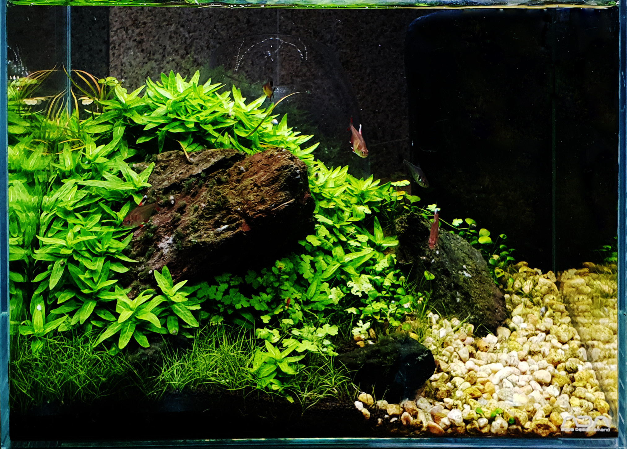 Портфолио пресноводных аквариумов. Максим Ерёмин. Home