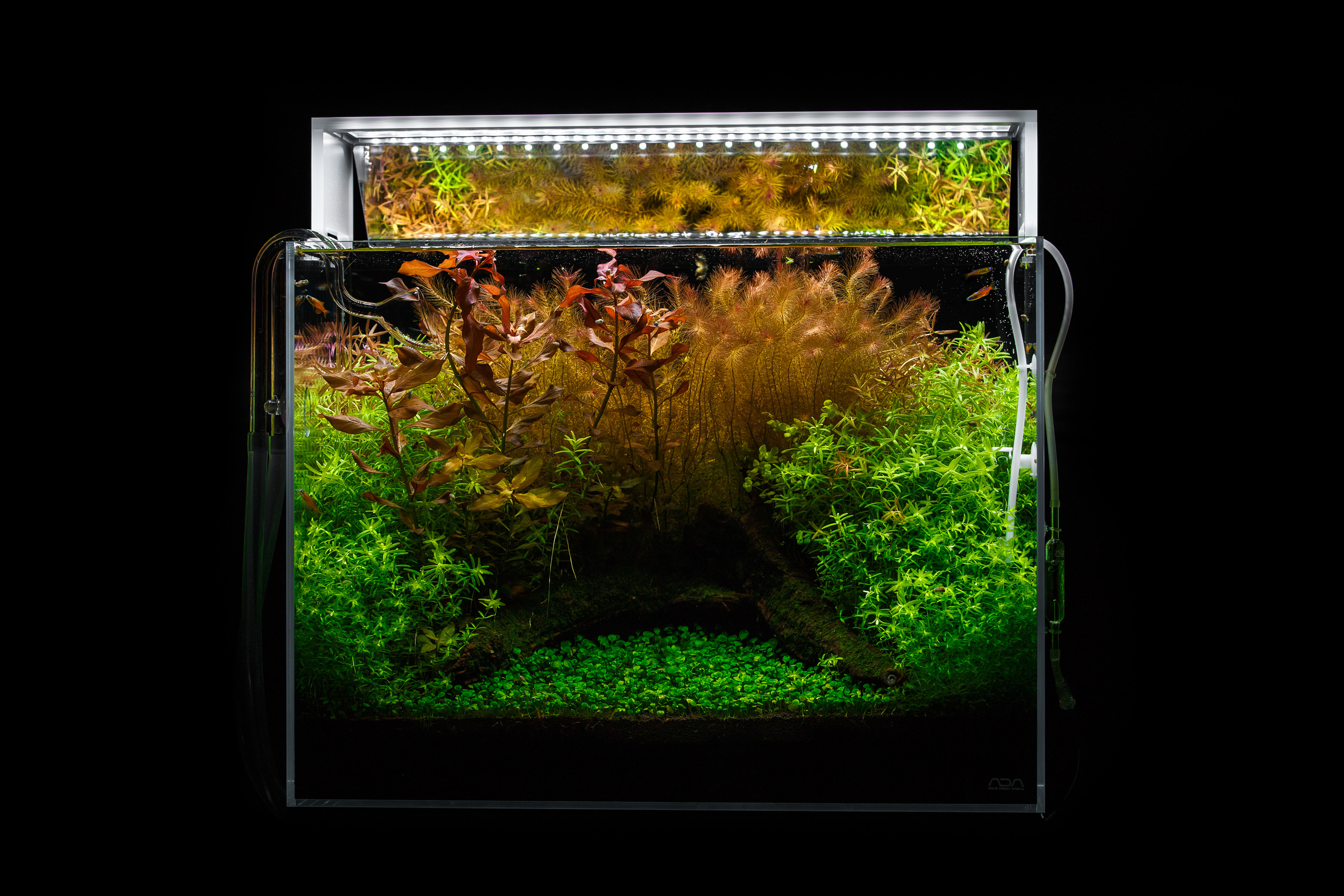 Портфолио пресноводных аквариумов. Максим Ерёмин. Home