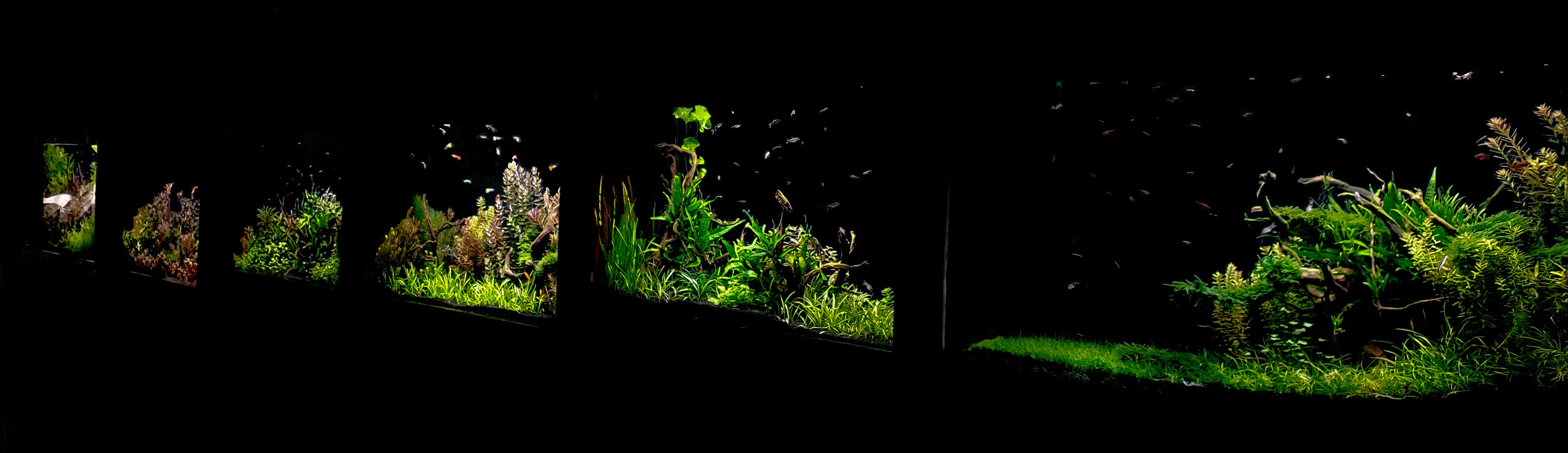 Портфолио пресноводных аквариумов. Максим Ерёмин. Home