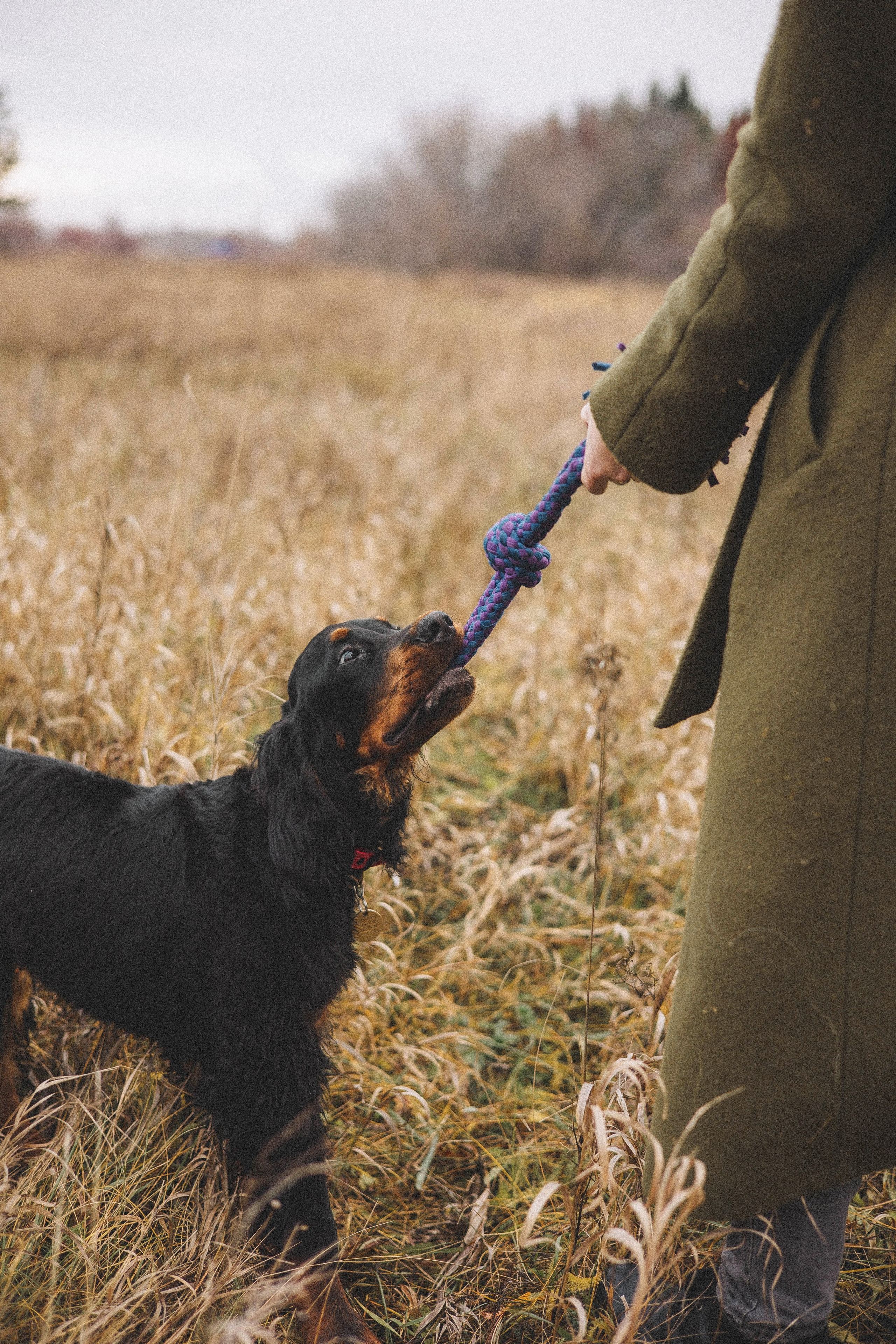Даша, Глеб, Барс и Бруно. Фотограф-анималист Богданова Полина