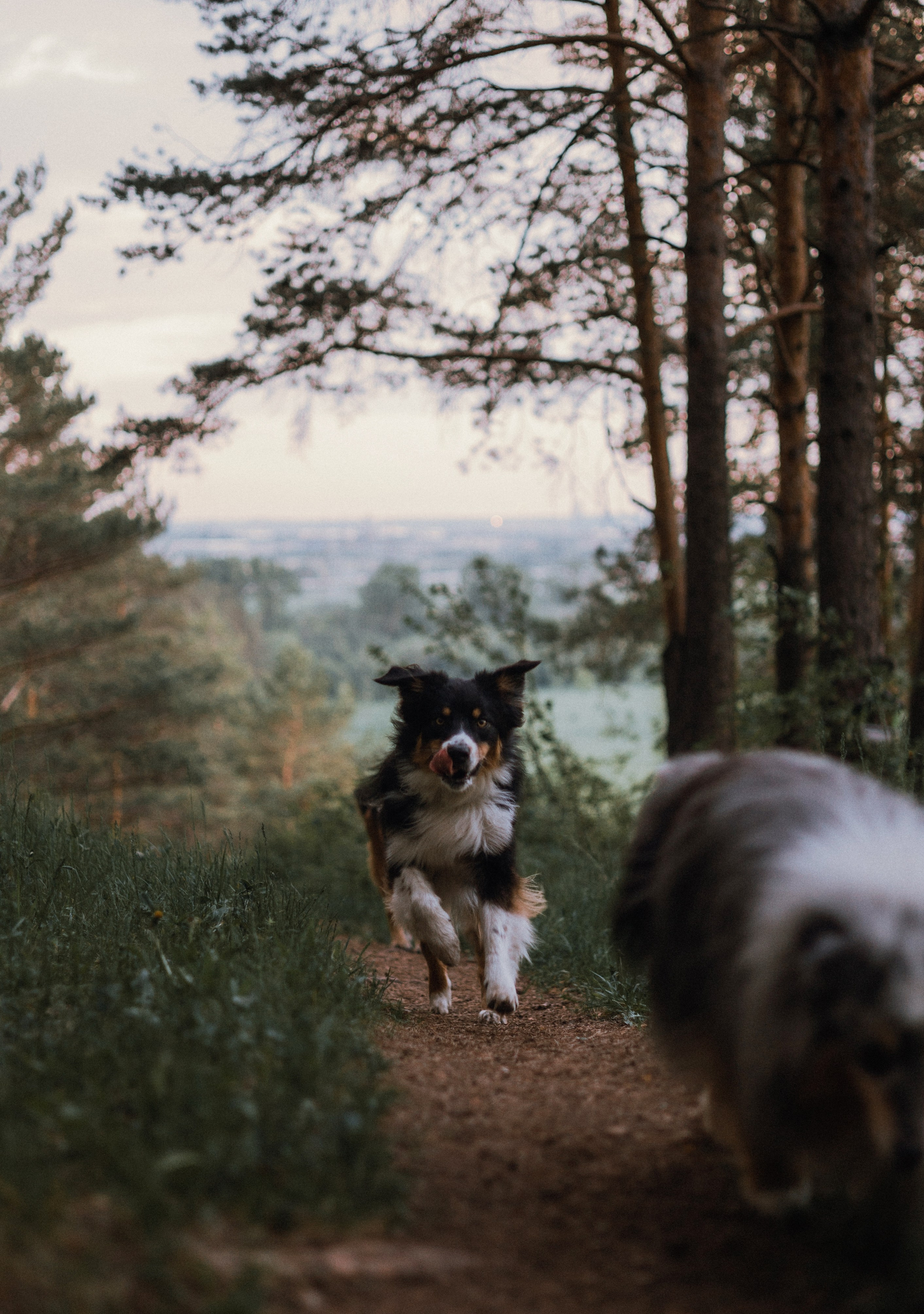 Настя, Шуня, Милка и Тигуан. Фотограф-анималист Богданова Полина