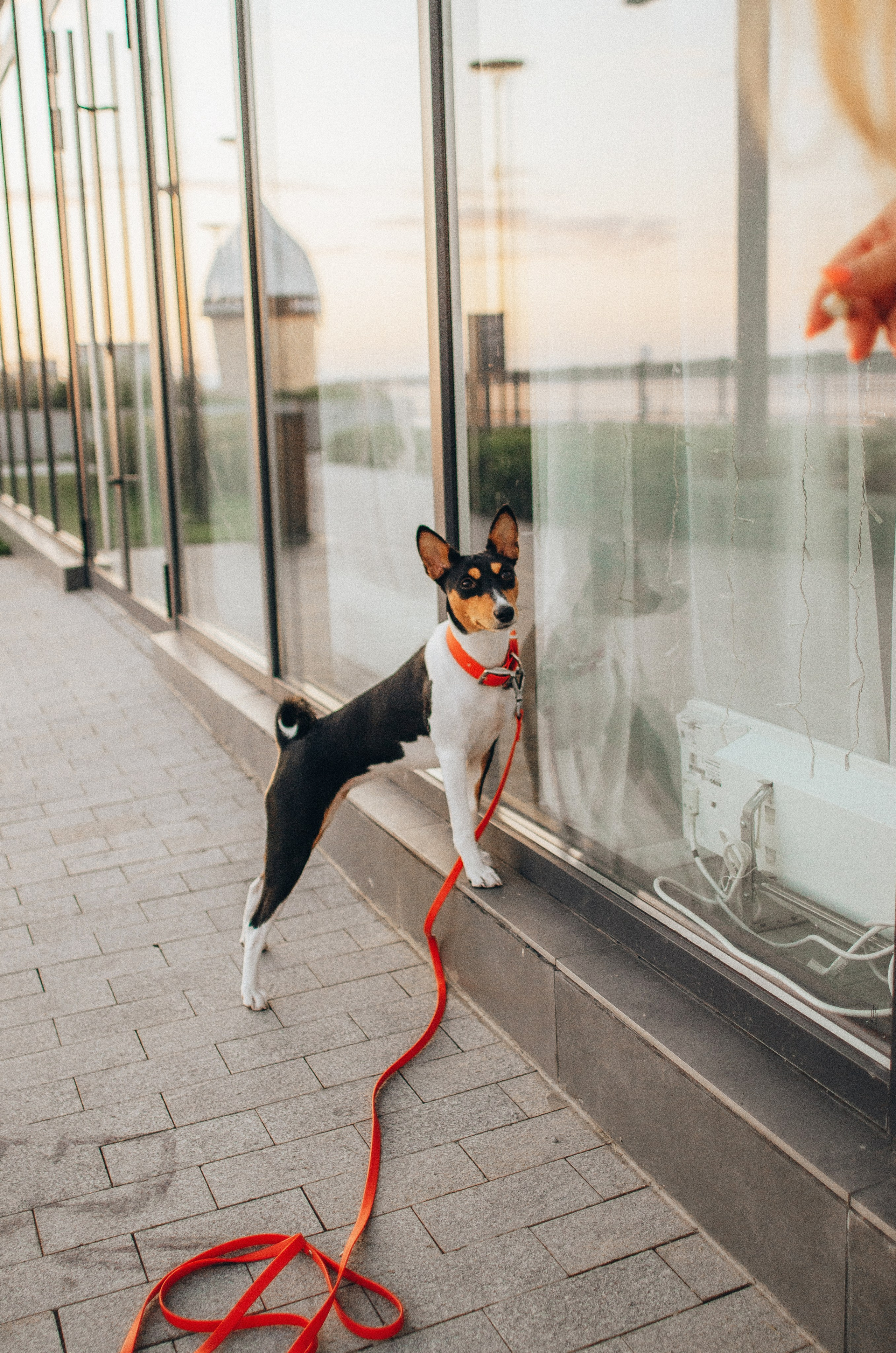 Лена, Никита и Эсма. Фотограф-анималист Богданова Полина