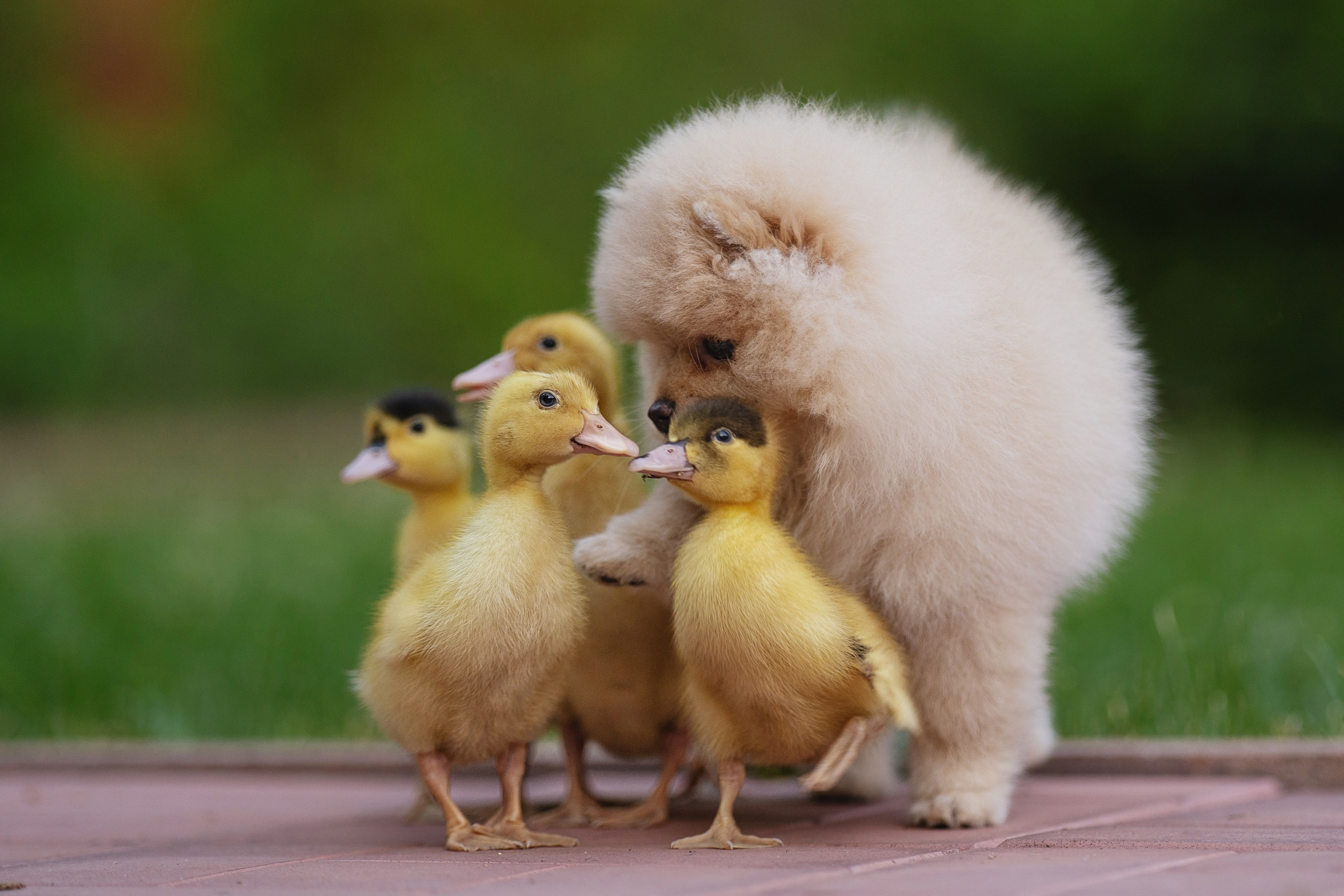 Оскар и утята. Kameramotor74