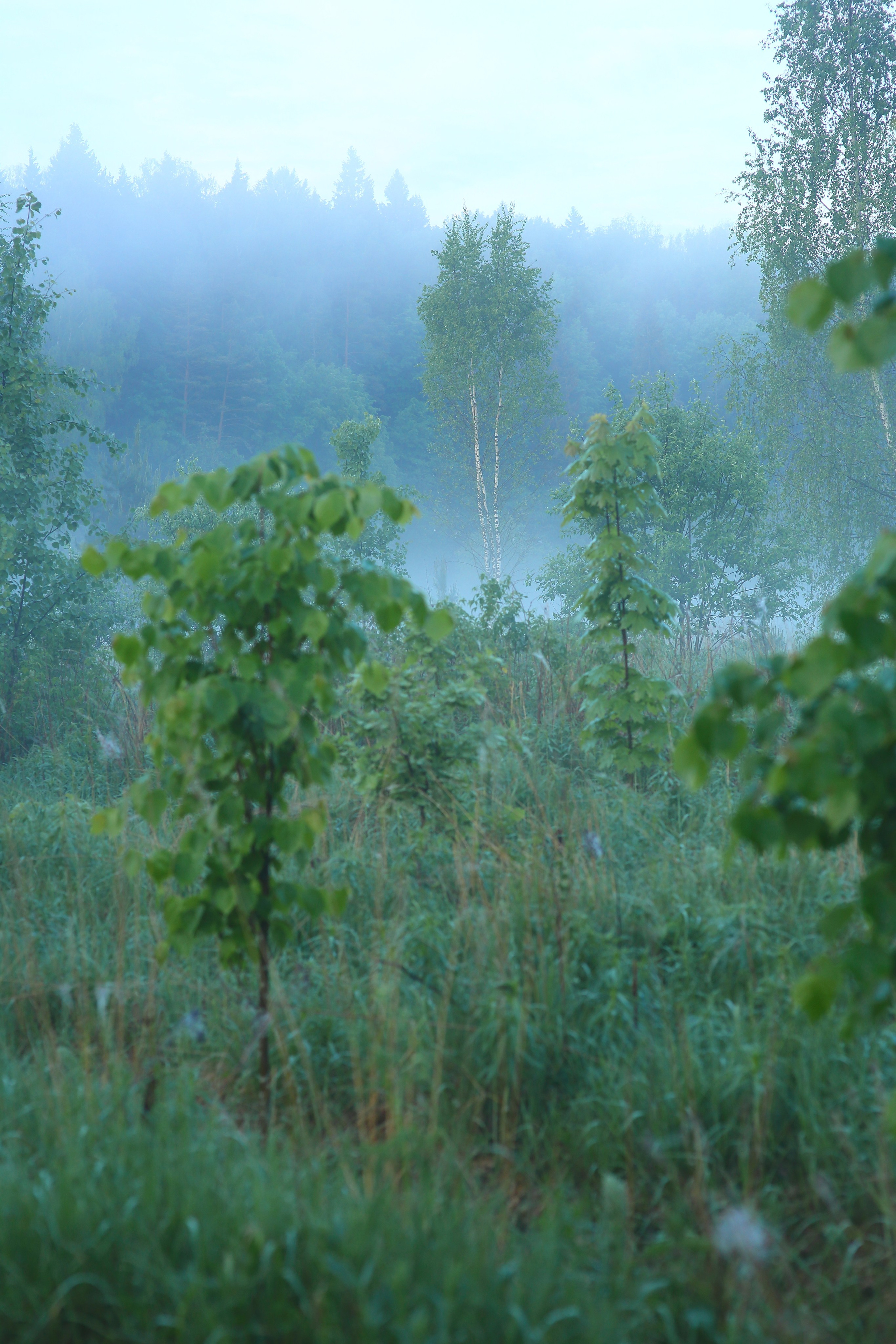 Туманным утром. Свадебный и репортажный фотограф в Ярославле и Санкт-Петербурге Роман Микрюков