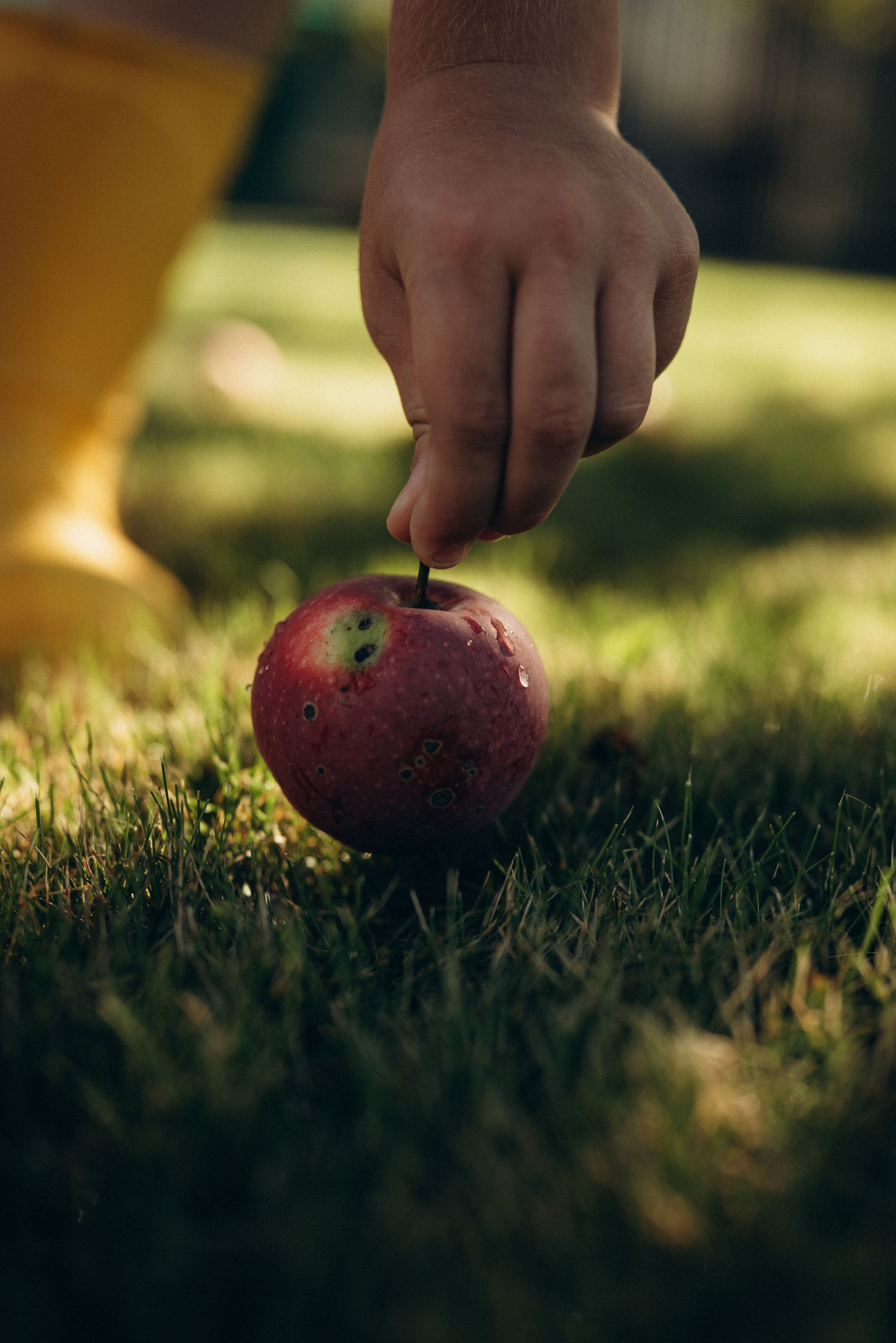 Маленький садовник. Семейный фотограф в Москве Дарья Пузикова