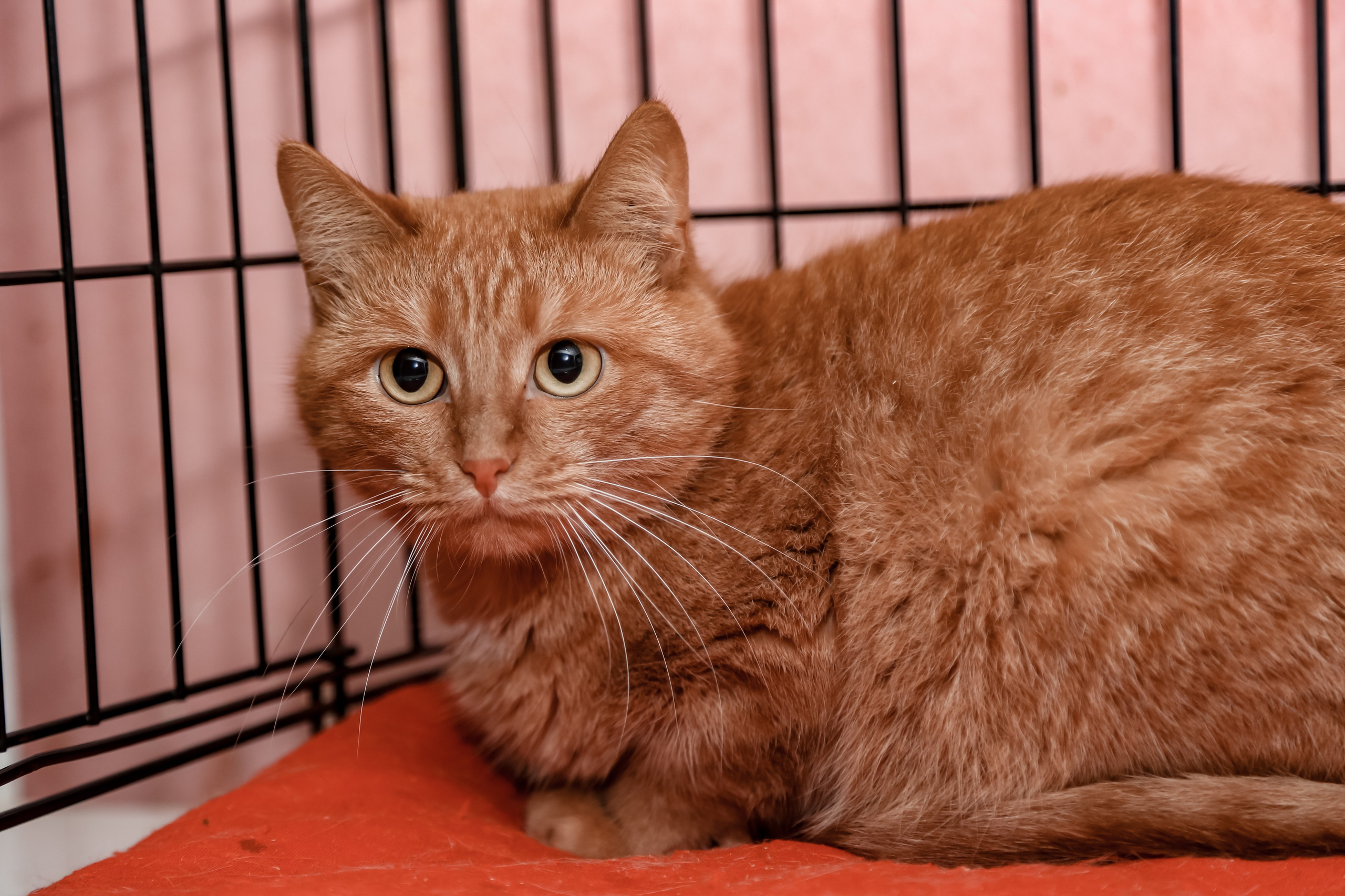 Приют Кошкин Дом Филимоша. Ваш фотограф в Оренбурге Рощупкина Екатерина