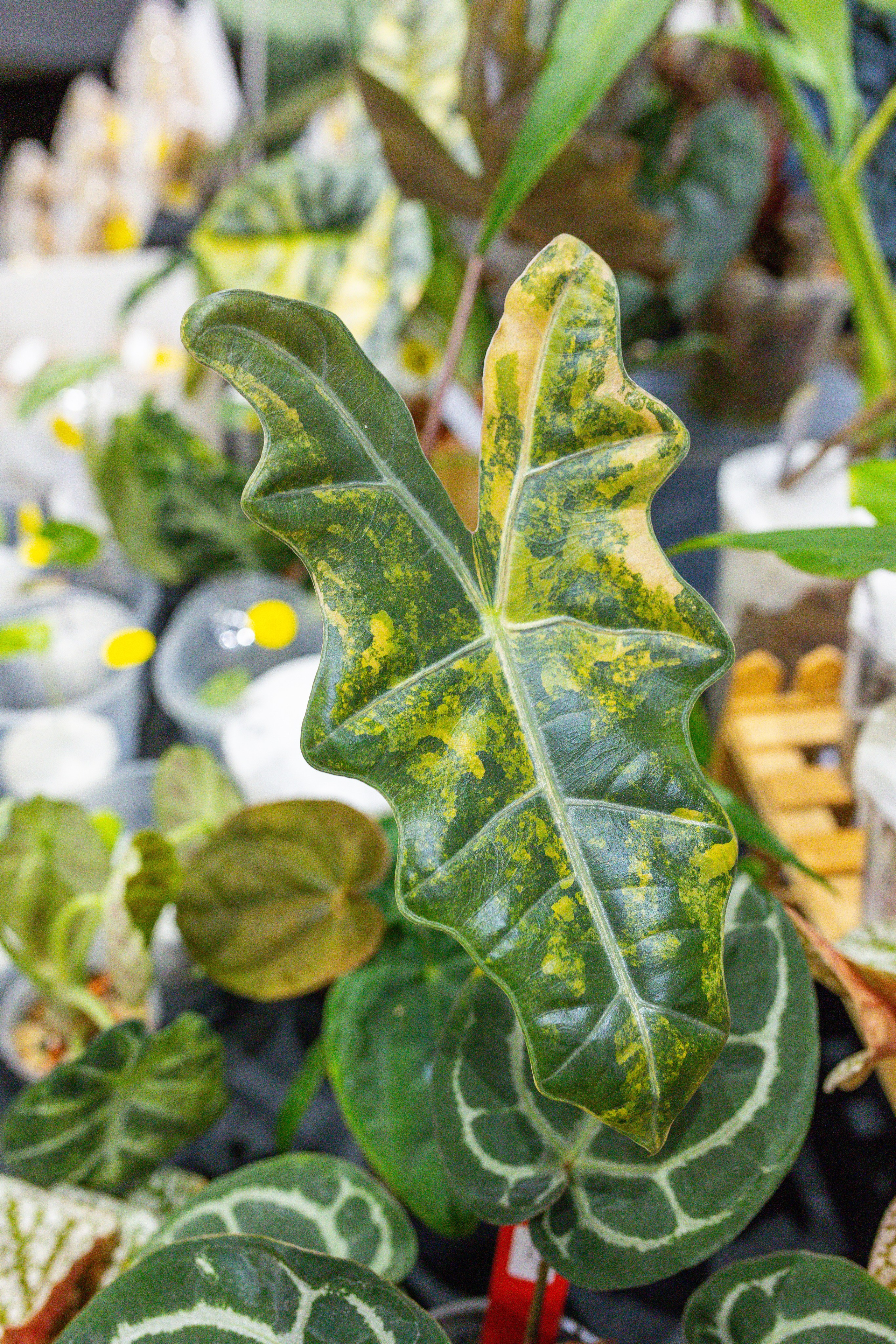 Монстериум 11–12 октября. Александра Куликова фотограф, Москва