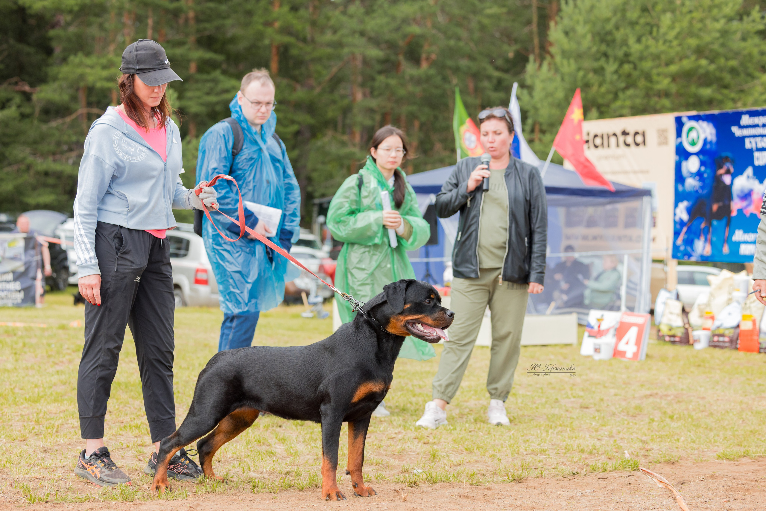 Тверь ротвейлеры 5-6.07.2025. Фотограф-анималист Юлия Германика
