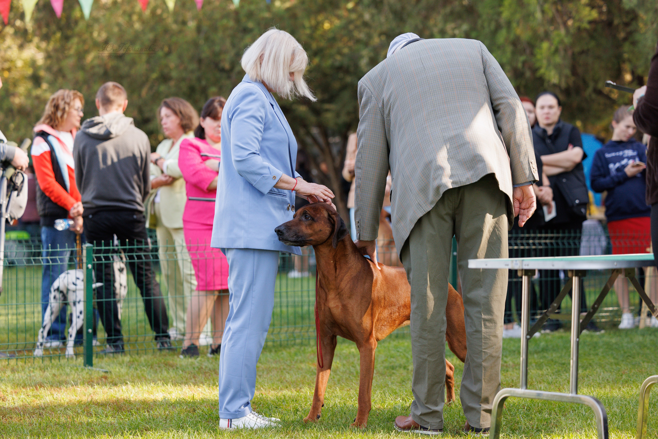Бишкек 3х CACIB 26-28.09.2025. Фотограф-анималист Юлия Германика