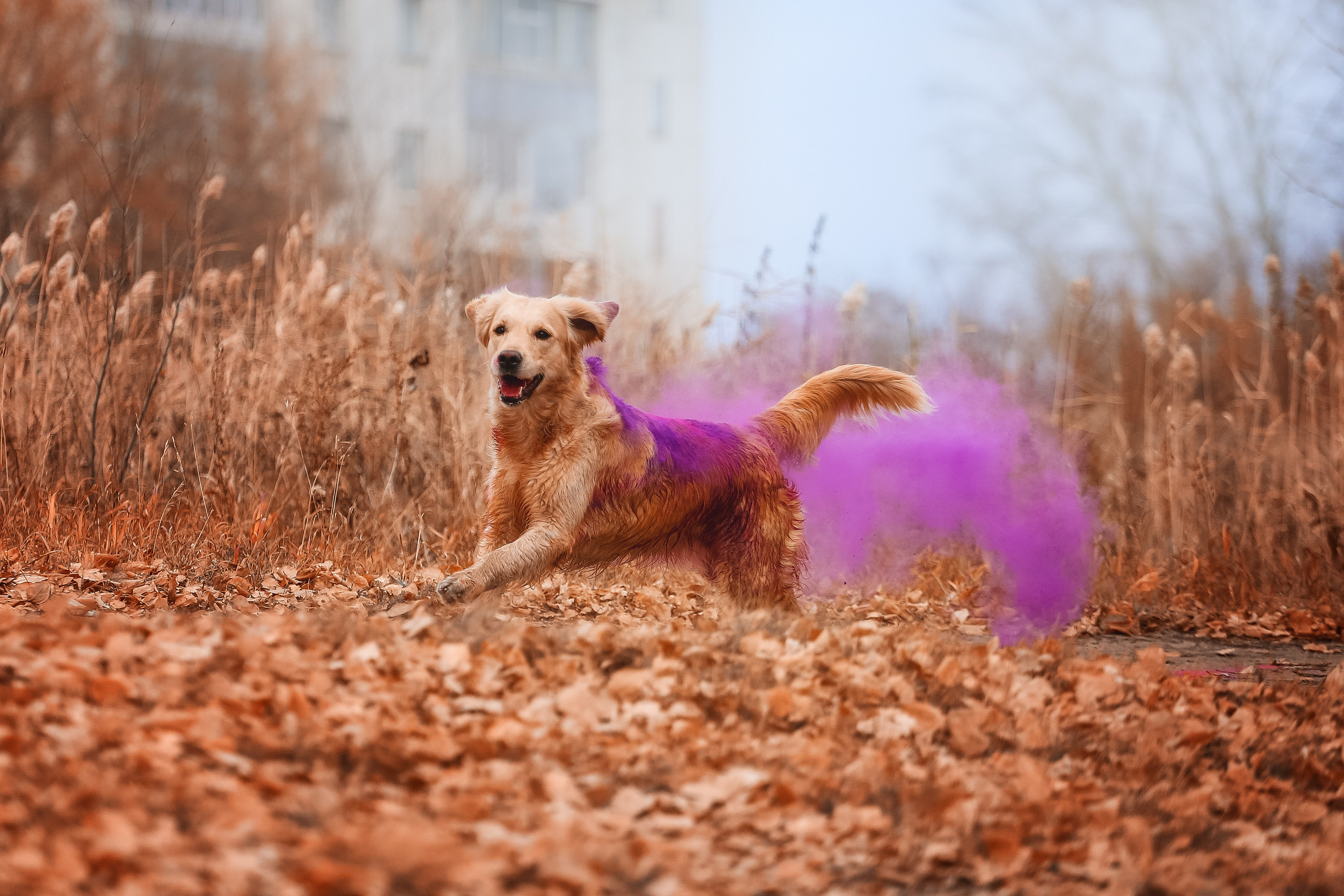 Ланди. Питомник Грааль Гардарика