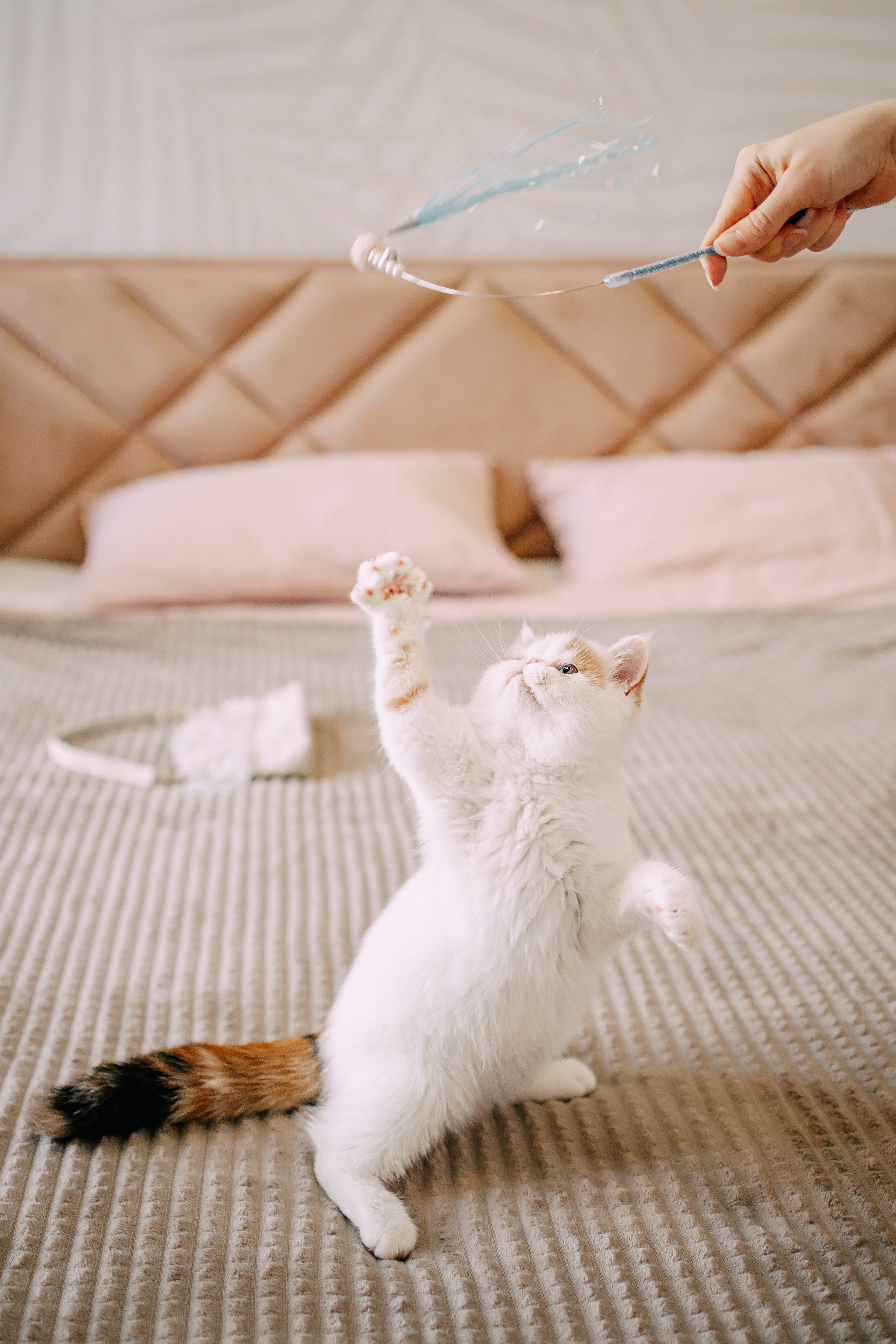 Султан, Мэй Мэй и Шанталь и их семья