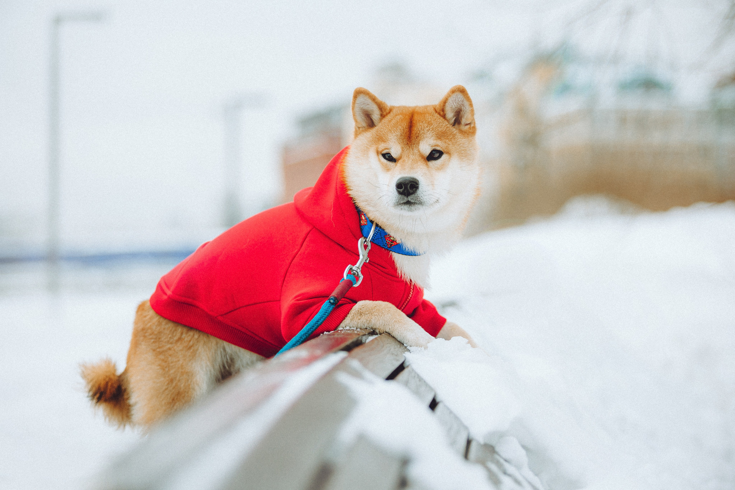 Настя и Ронин