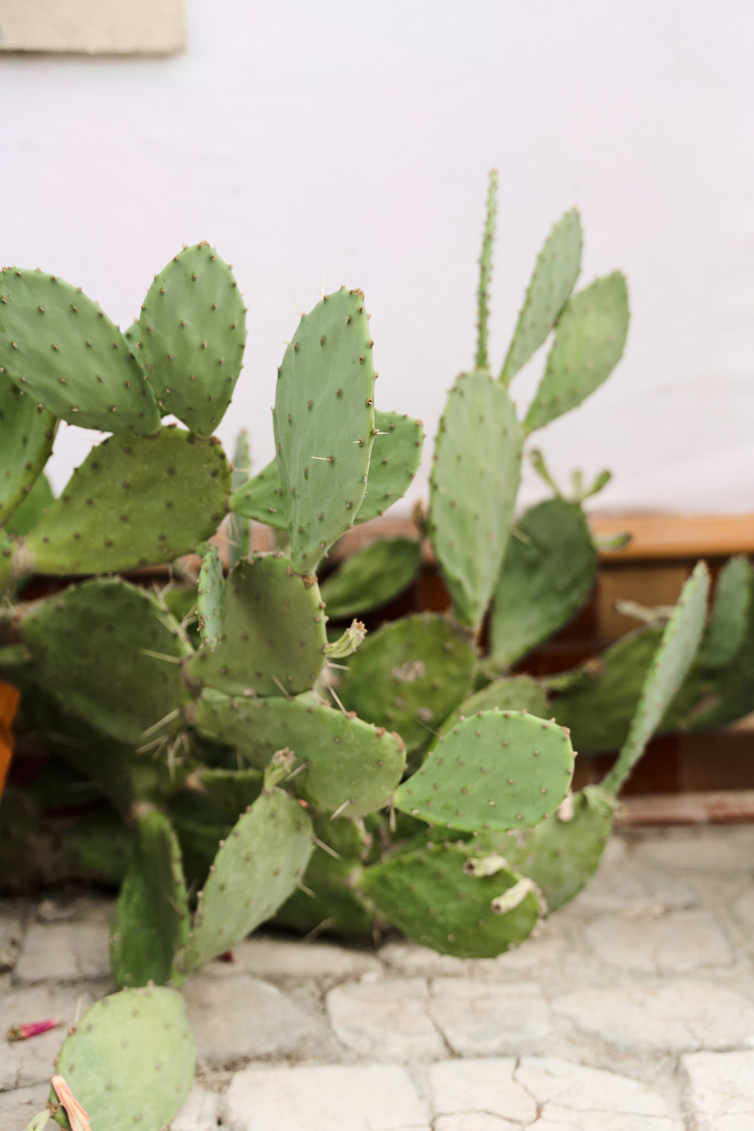 Фотосессия в Maison Des Plantes. Карпенко Марина свадебный и семейный фотограф Анапа, Краснодар, Геленджик, Сочи, Темрюк