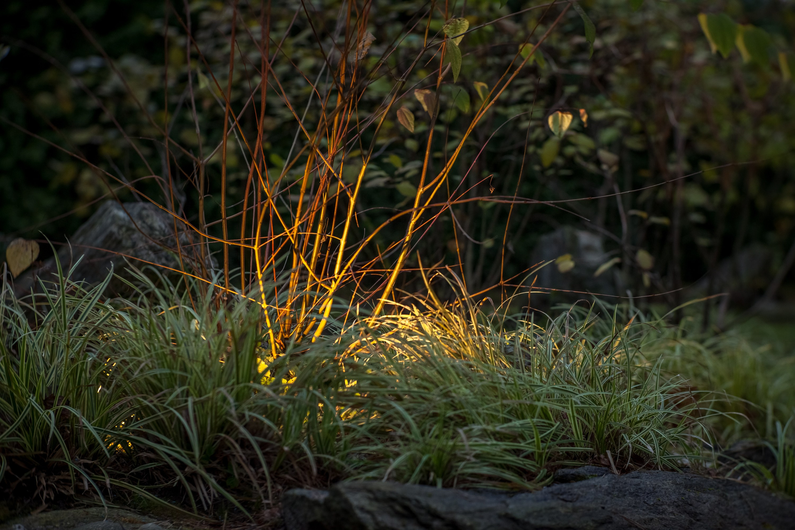 Сад «Сиреневый туман» (автор сада: Елена Асташкина). Туманов Виталий — фотограф Москва